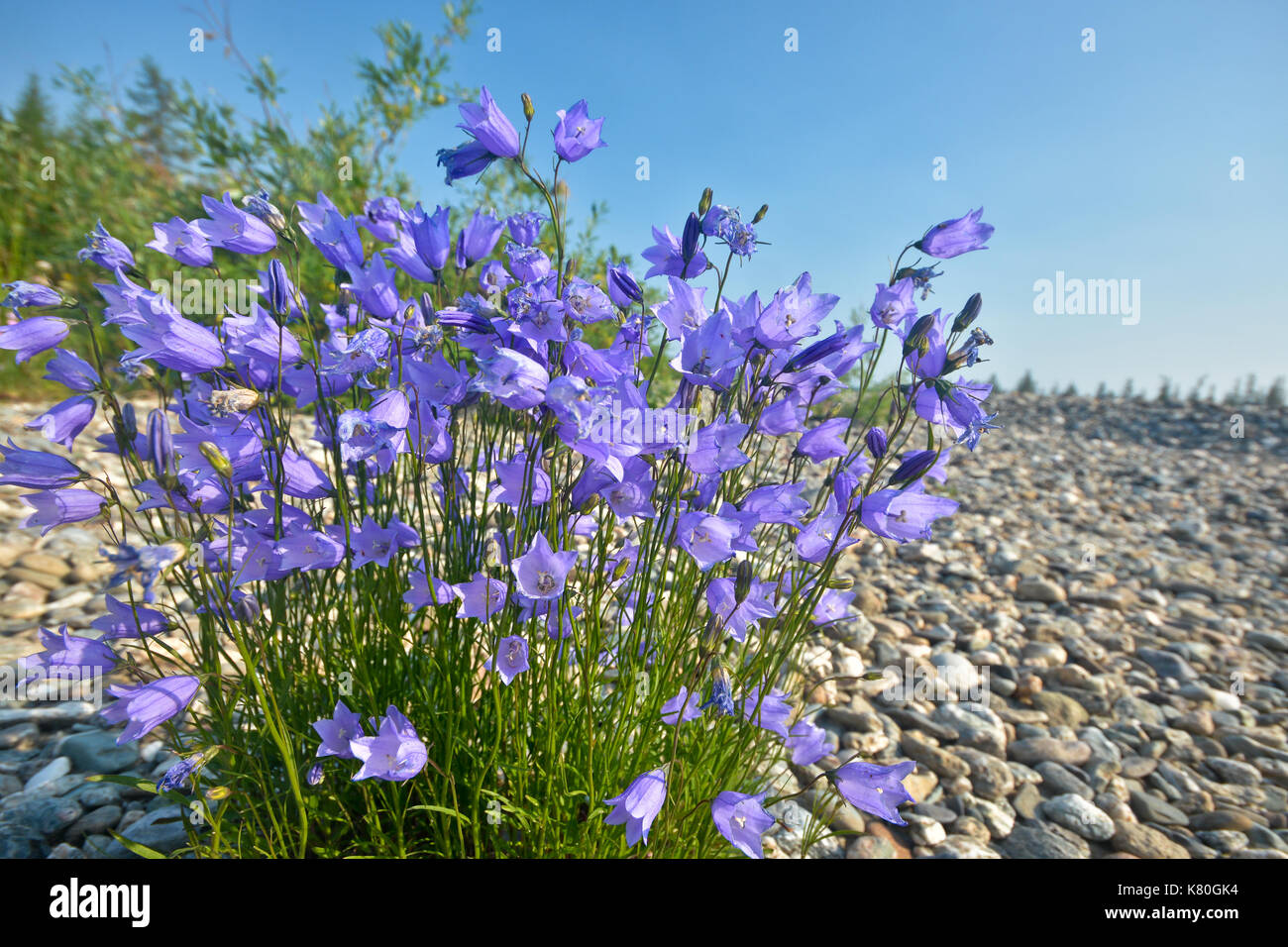 A bush of wild bells on the coastal pebbles. Summer Flora of the Polar Urals. Stock Photo