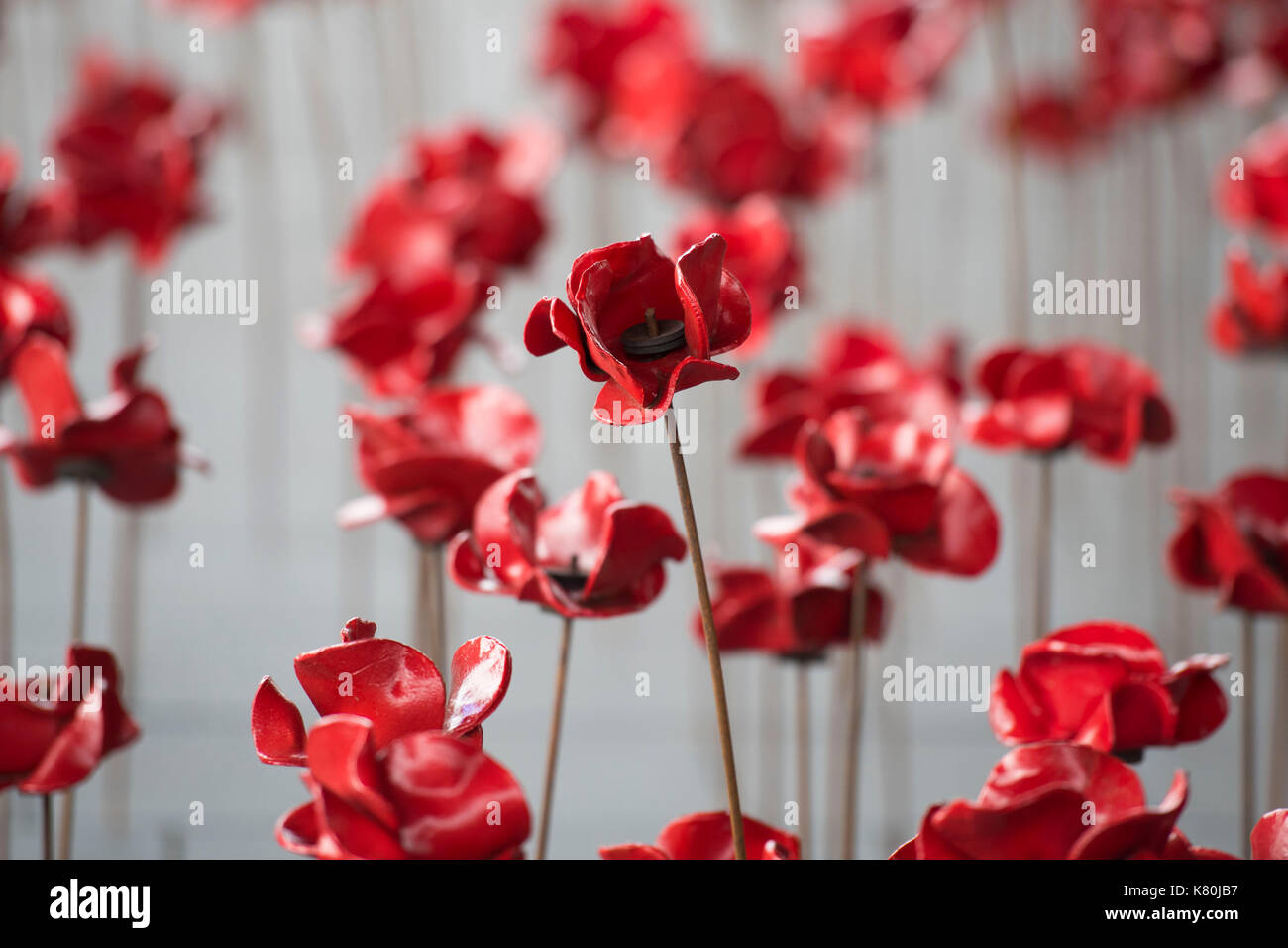 The Weeping Window installation at the Senedd Stock Photo