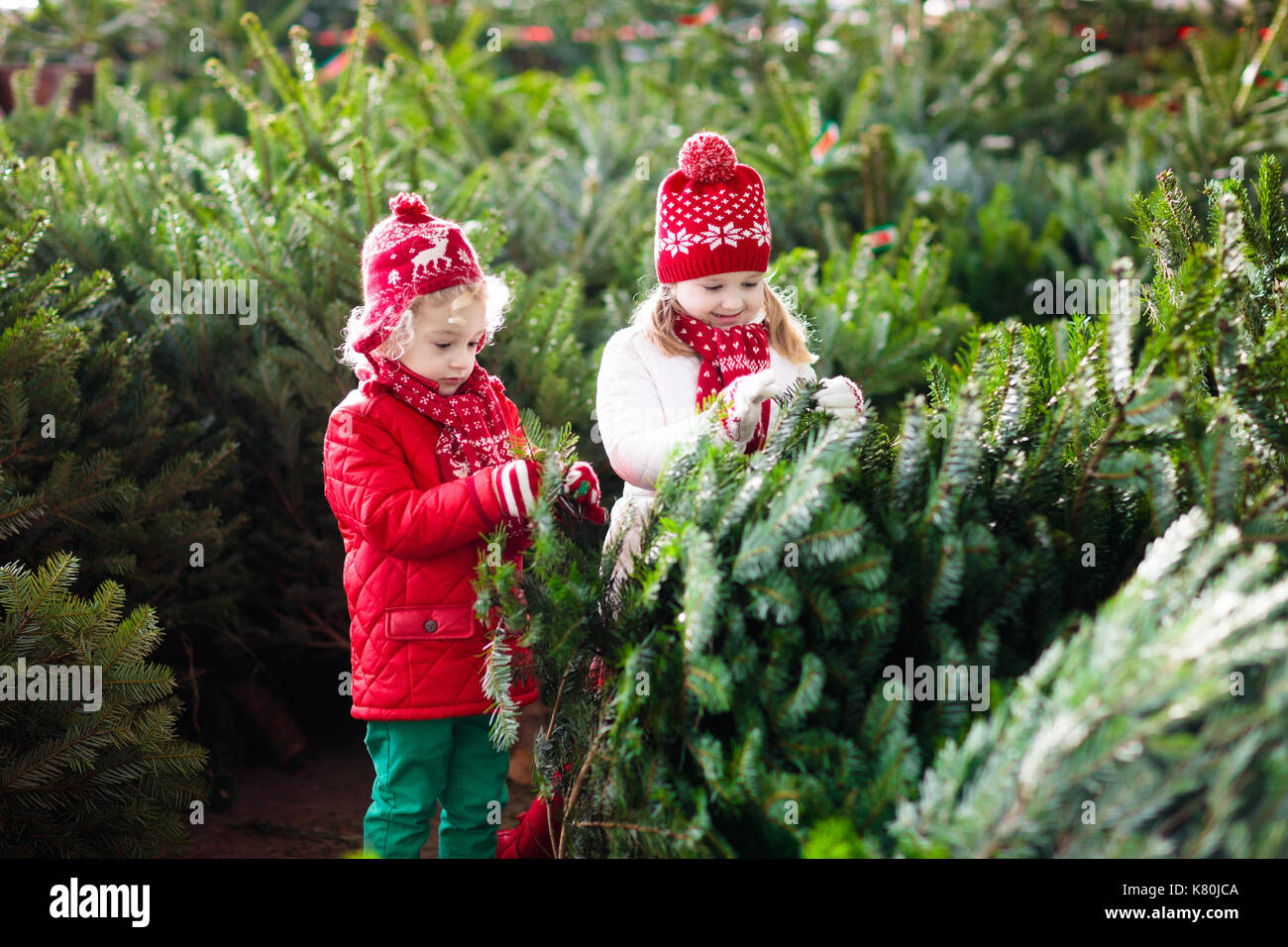 Family selecting Christmas tree. Kids choosing freshly cut Norway Xmas tree at outdoor lot. Children buying gifts at winter fair. Boy and girl shoppin Stock Photo