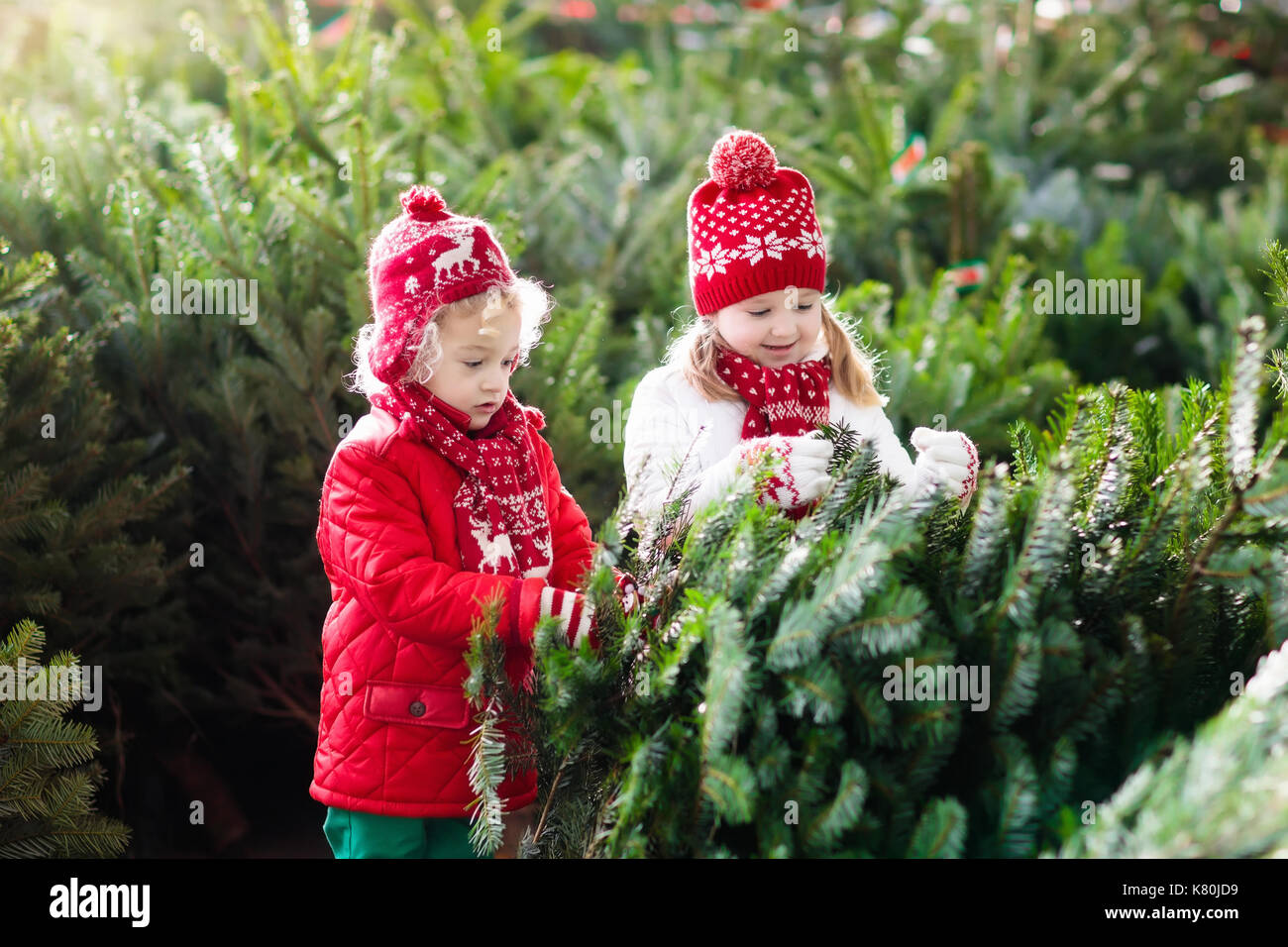 Family selecting Christmas tree. Kids choosing freshly cut Norway Xmas tree at outdoor lot. Children buying gifts at winter fair. Boy and girl shoppin Stock Photo