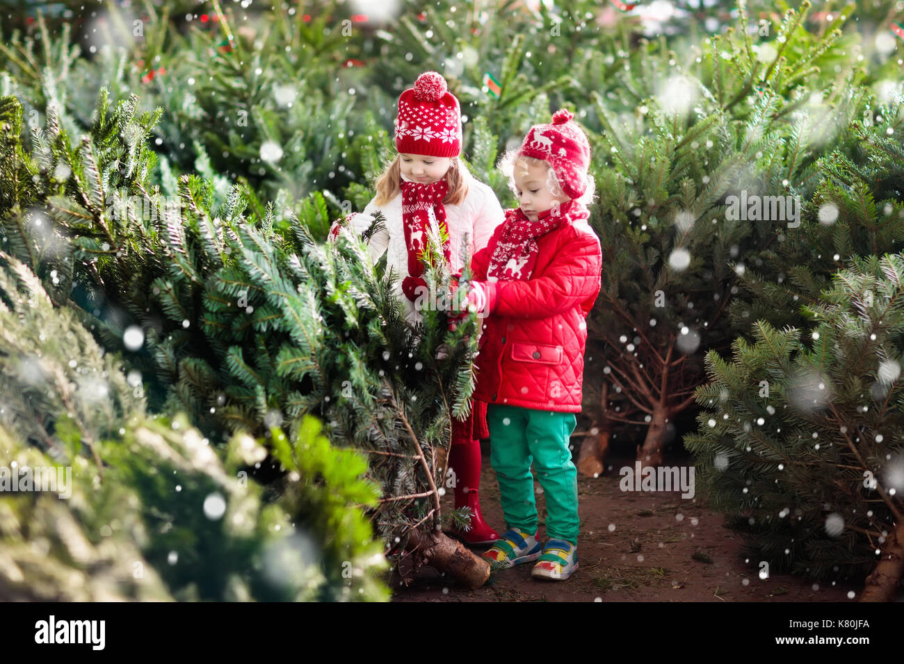 Family selecting Christmas tree. Kids choosing freshly cut Norway Xmas tree at outdoor lot. Children buying gifts at winter fair. Boy and girl shoppin Stock Photo