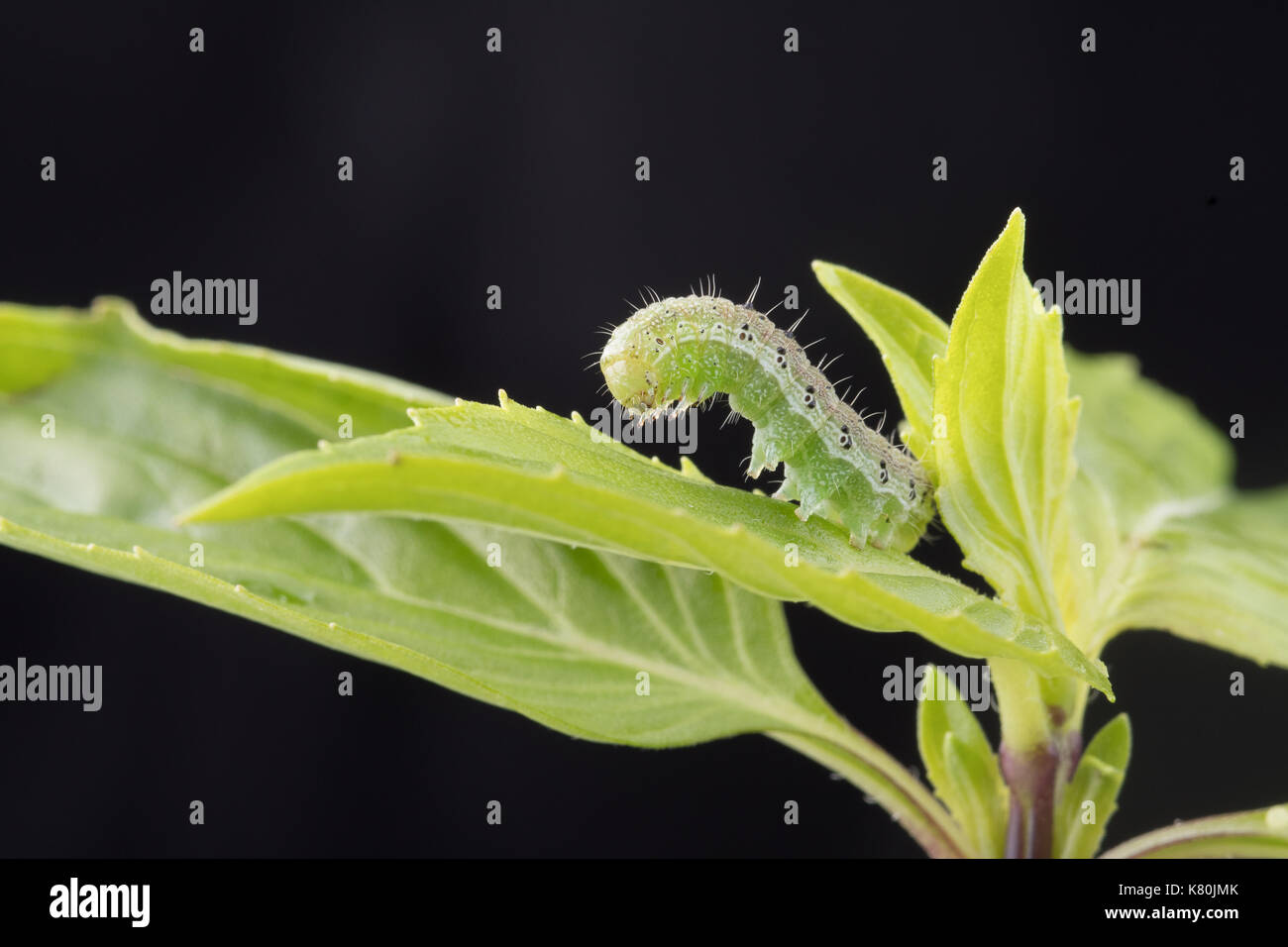 Cabbage looper insect hires stock photography and images Alamy