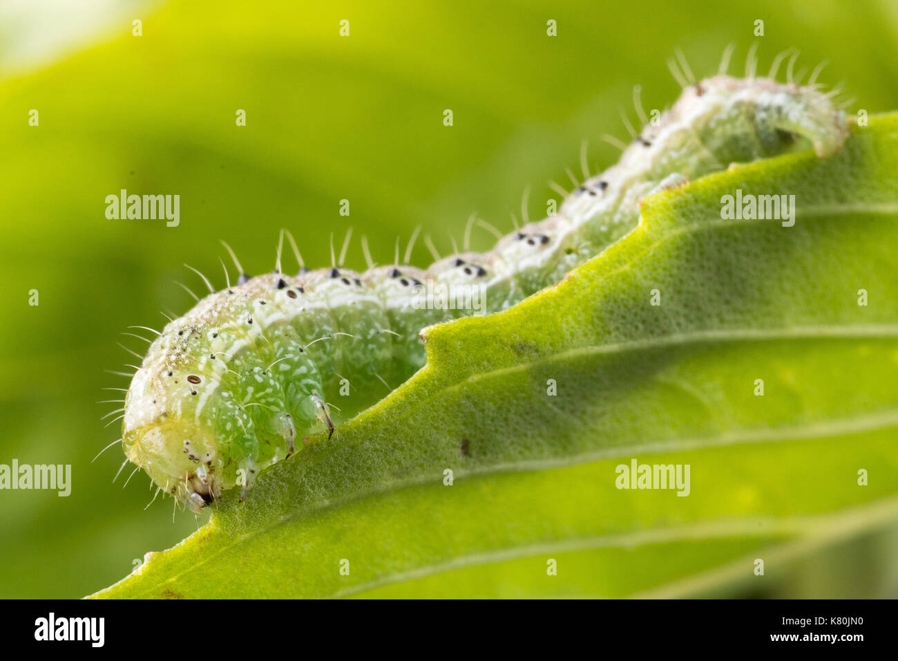 Cross-striped cabbage looper is crawling on  sweet basil leaf. Stock Photo
