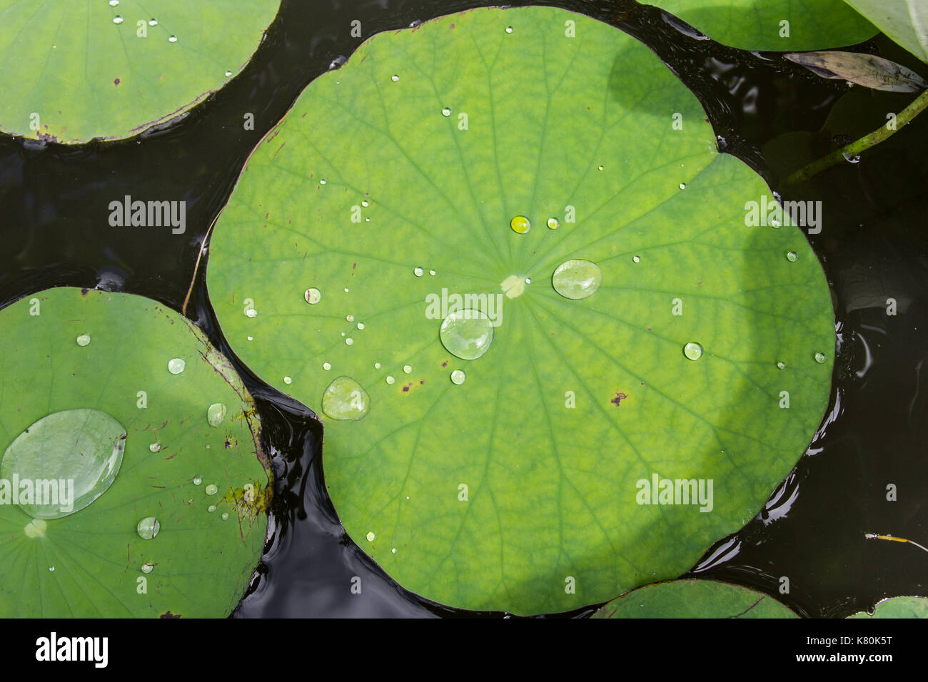 Water drop on lotus leaves hi-res stock photography and images - Alamy