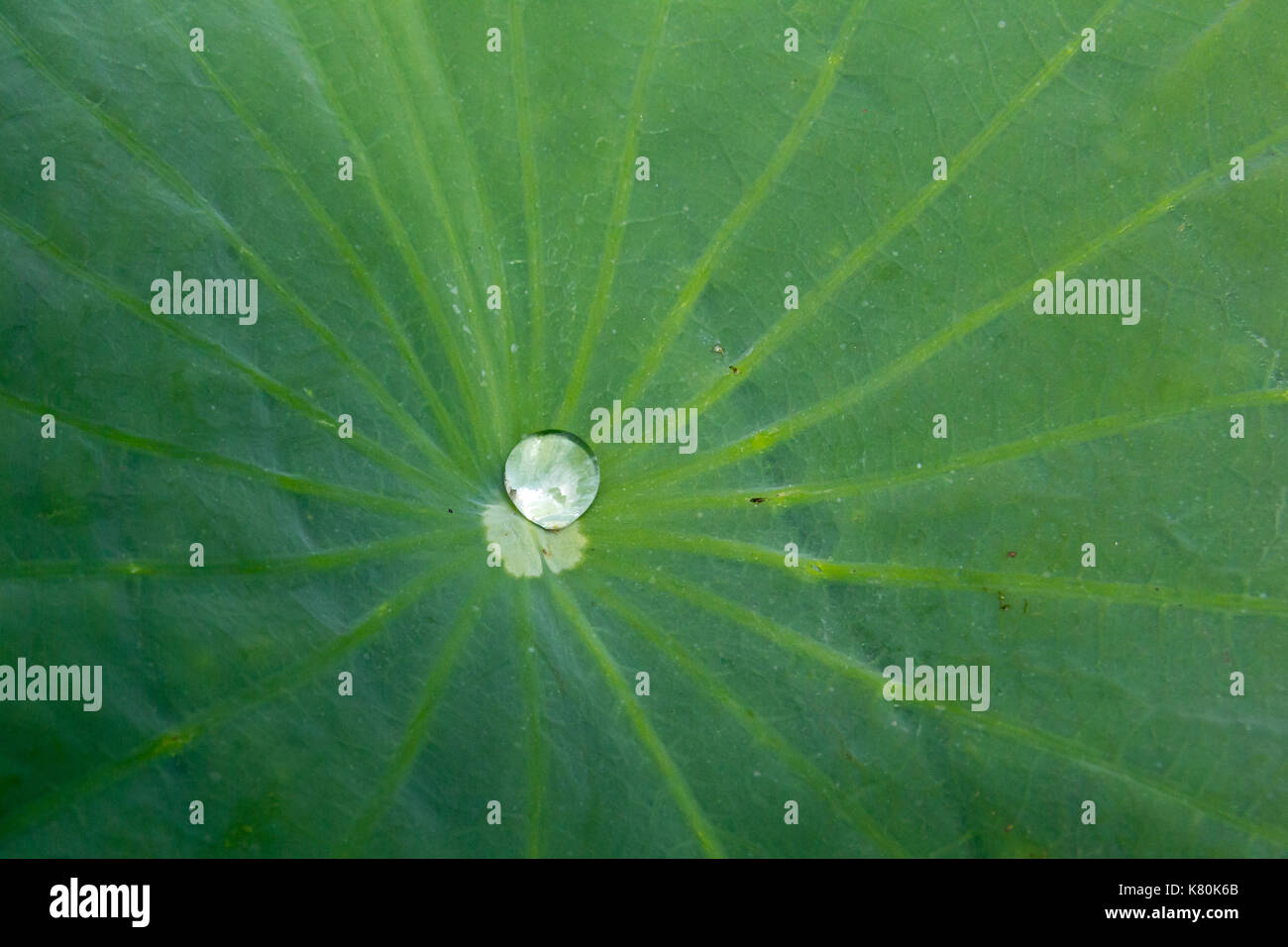 Water droplets on lotus leaves hi-res stock photography and images - Alamy
