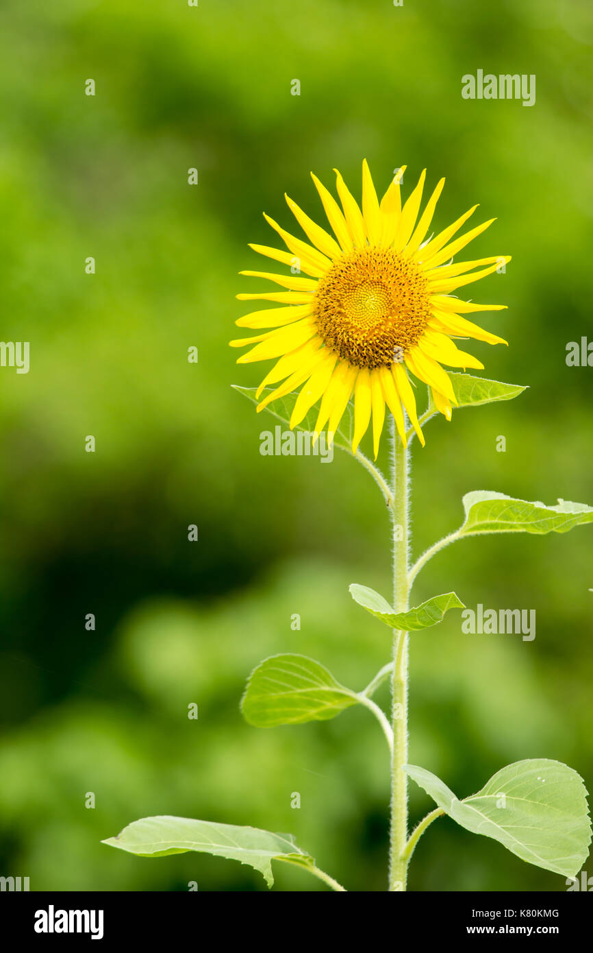 sunflower on field background Stock Photo - Alamy