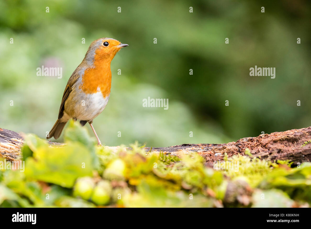 Robin foraging in early autumn Stock Photo