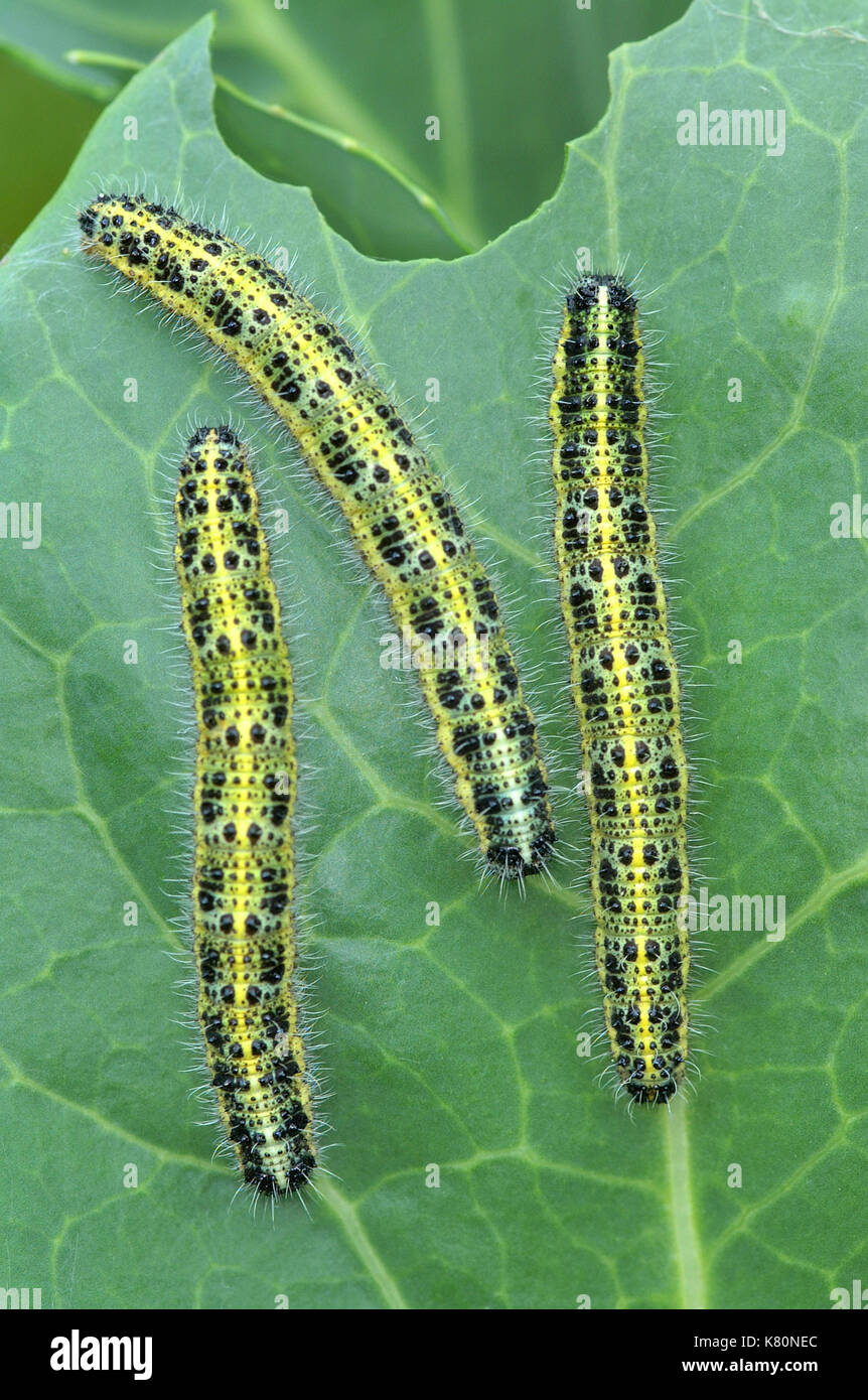 Cabbage White Butterfly (Pieris brassicae) caterpillars feeding on a cabbage leaf Stock Photo