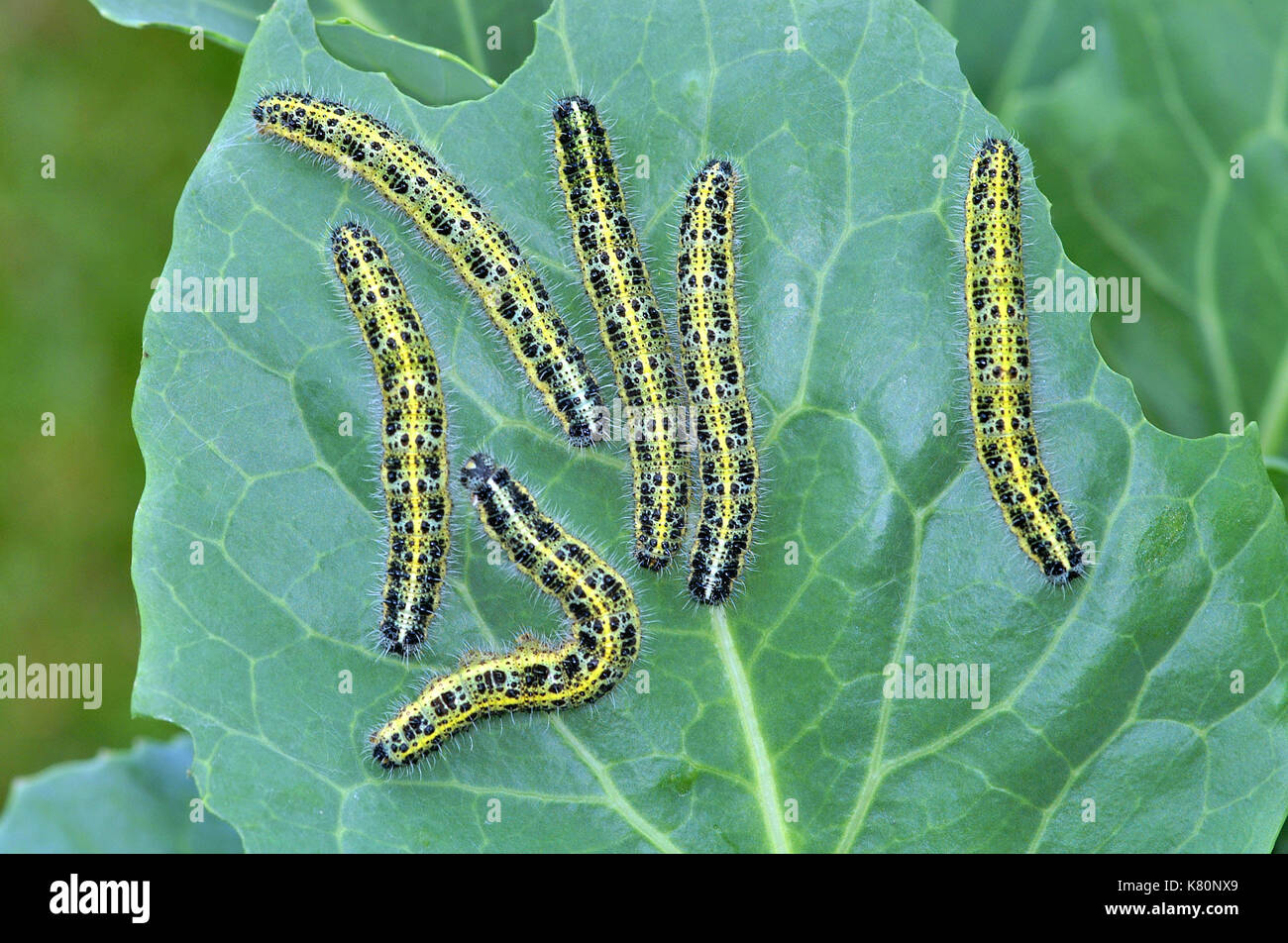 Cabbage White Butterfly (Pieris brassicae) caterpillars feeding on a