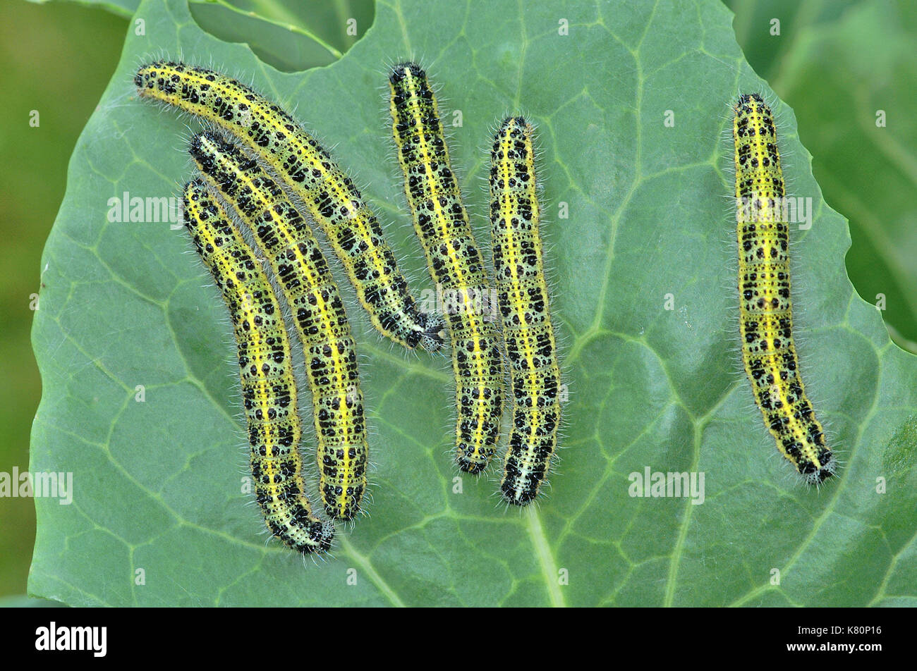 Cabbage White Butterfly (Pieris rapae) caterpillars feeding on a ...