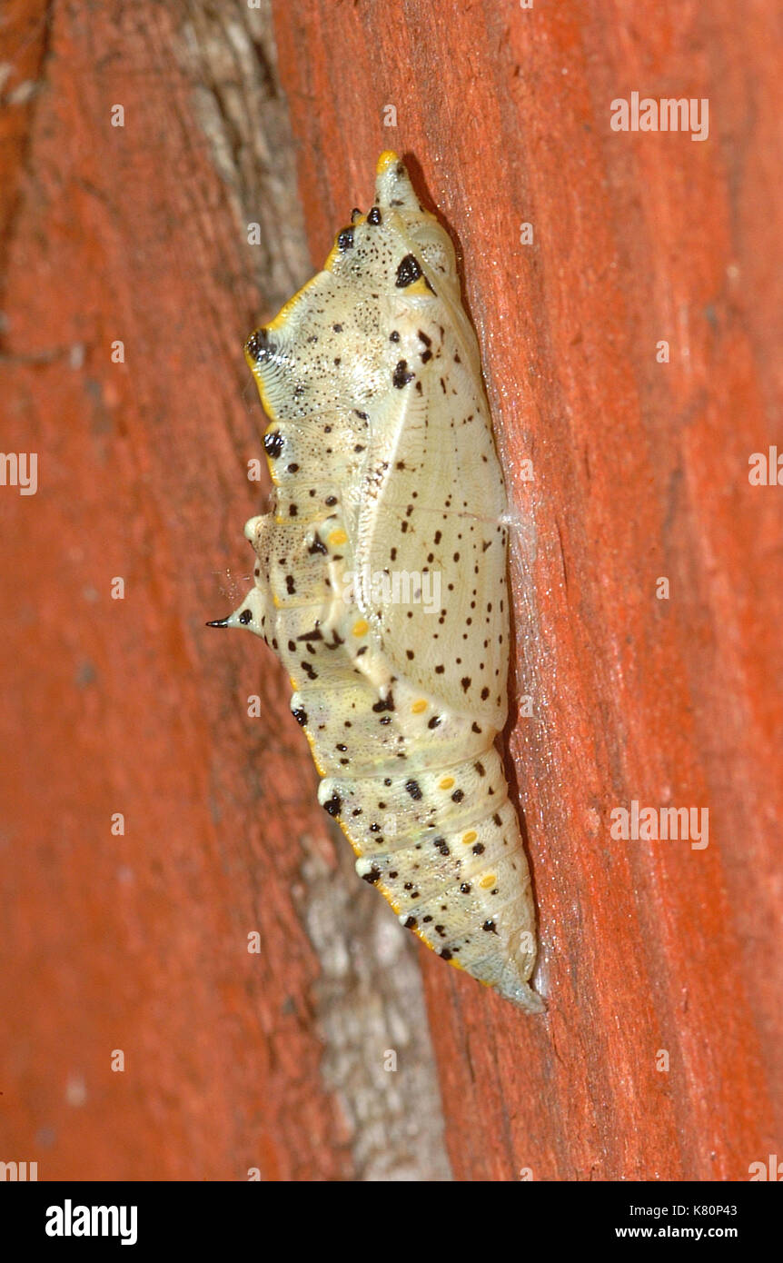 Cabbage White Butterfly Chrysalis Stock Photos & Cabbage White