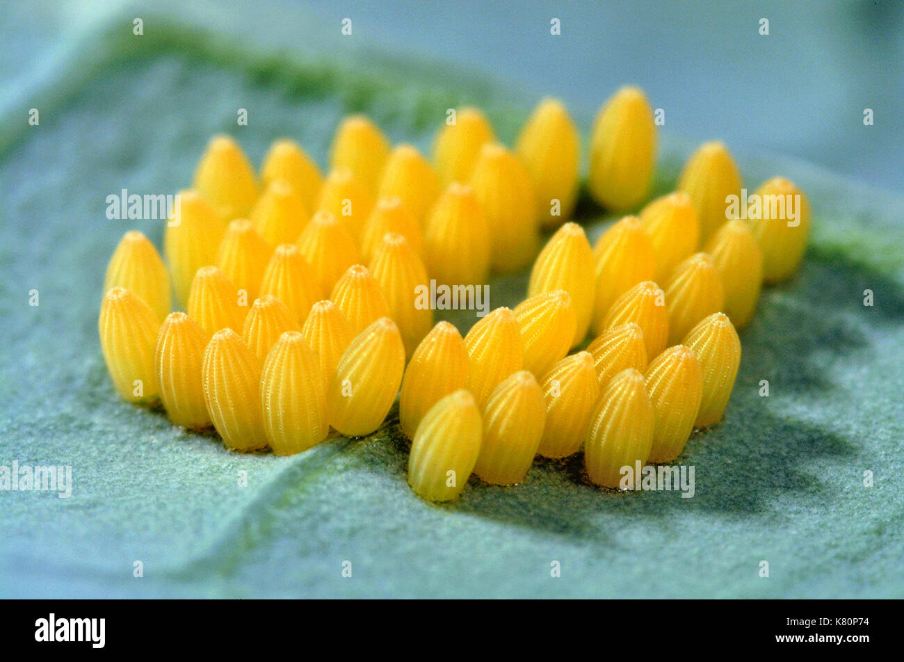 Cabbage White Butterfly (Pieris brassicae) eggs on a cabbage leaf Stock Photo