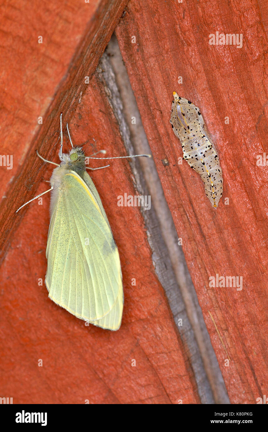 Cabbage White Butterfly (Pieris brassicae) adult butterfly drying wings