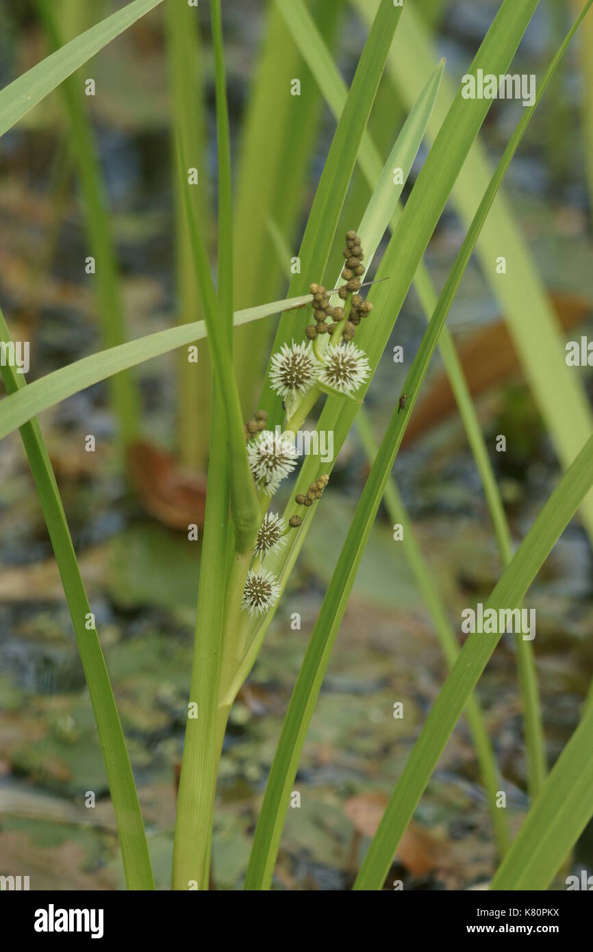 Reed photography hi-res stock photography and images - Alamy