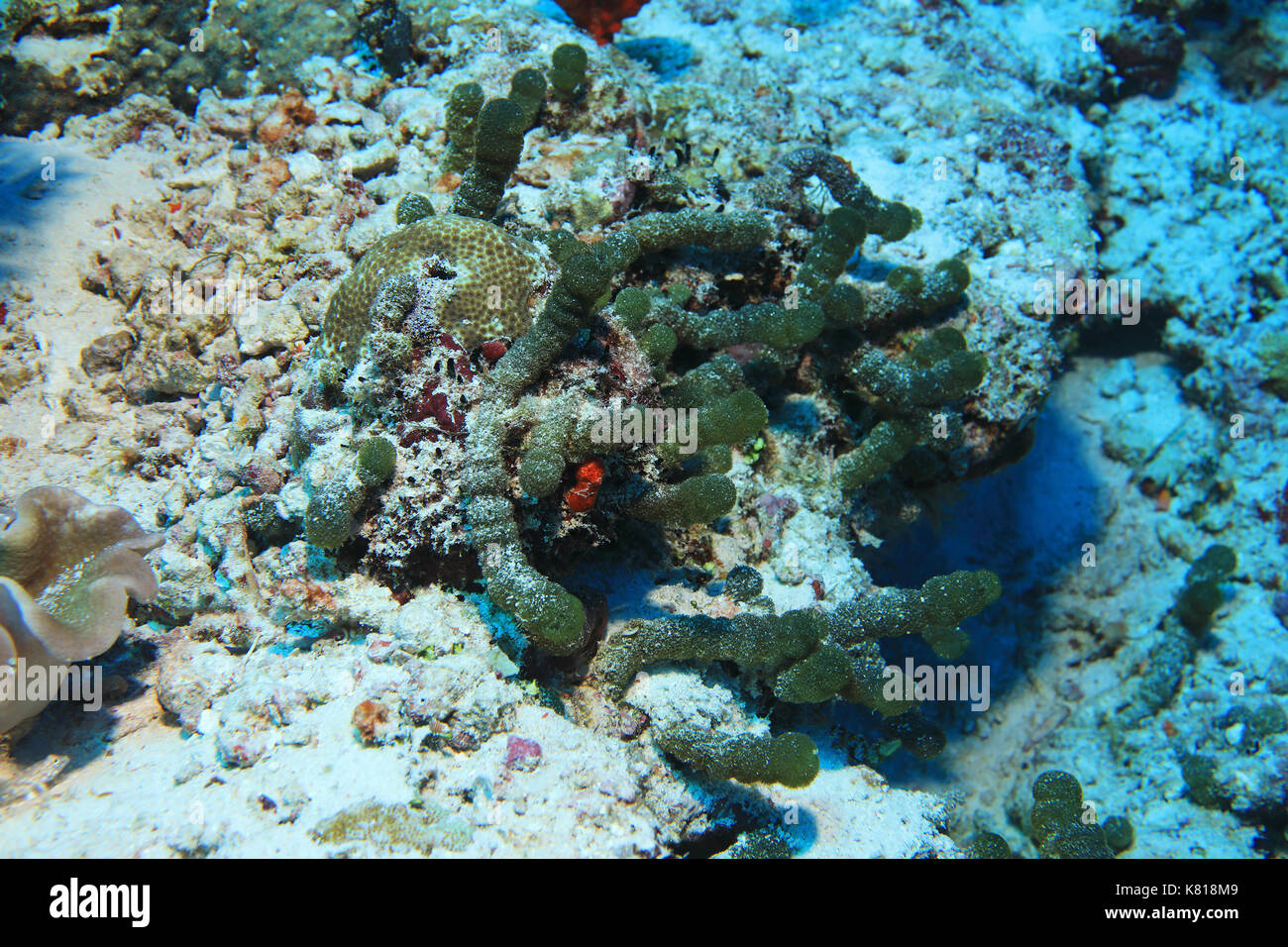 Green sea beads algae (Tydemania expeditionis) underwater in the tropical coral reef Stock Photo