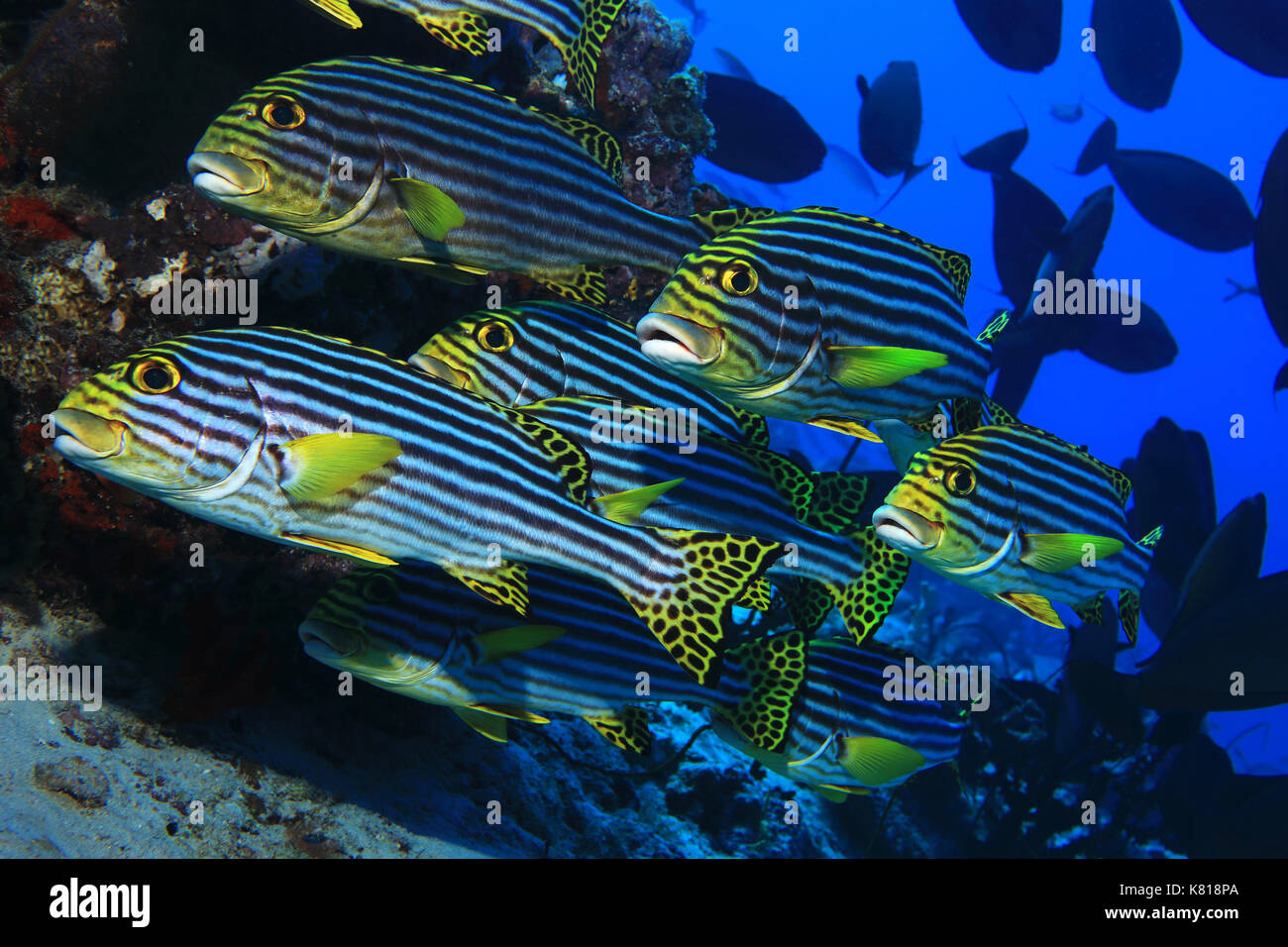 Shoal of oriental sweetlips fish (Plectorhinchus orientalis) underwater in the tropical  ocean Stock Photo