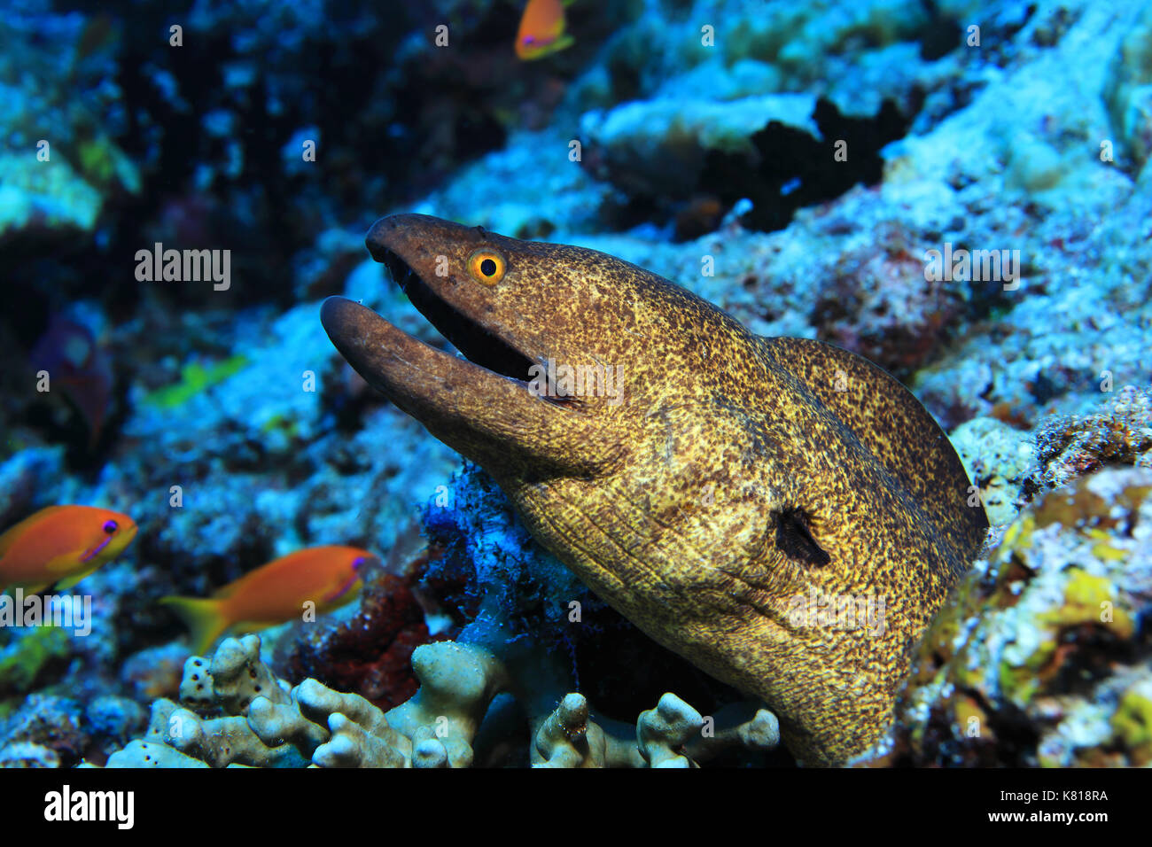 Yellowedged moray eel (Gymnothorax flavimarginatus) underwater in the tropical coral reef Stock