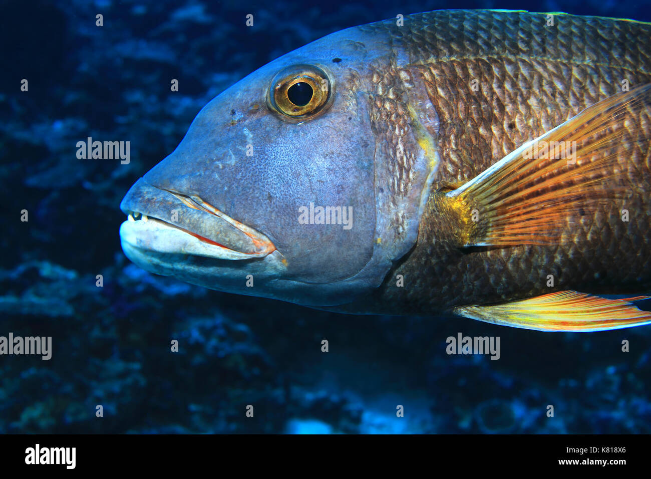 Orange-spotted emperor fish (Lethrinus erythracanthus) underwater in the tropical indian ocean Stock Photo