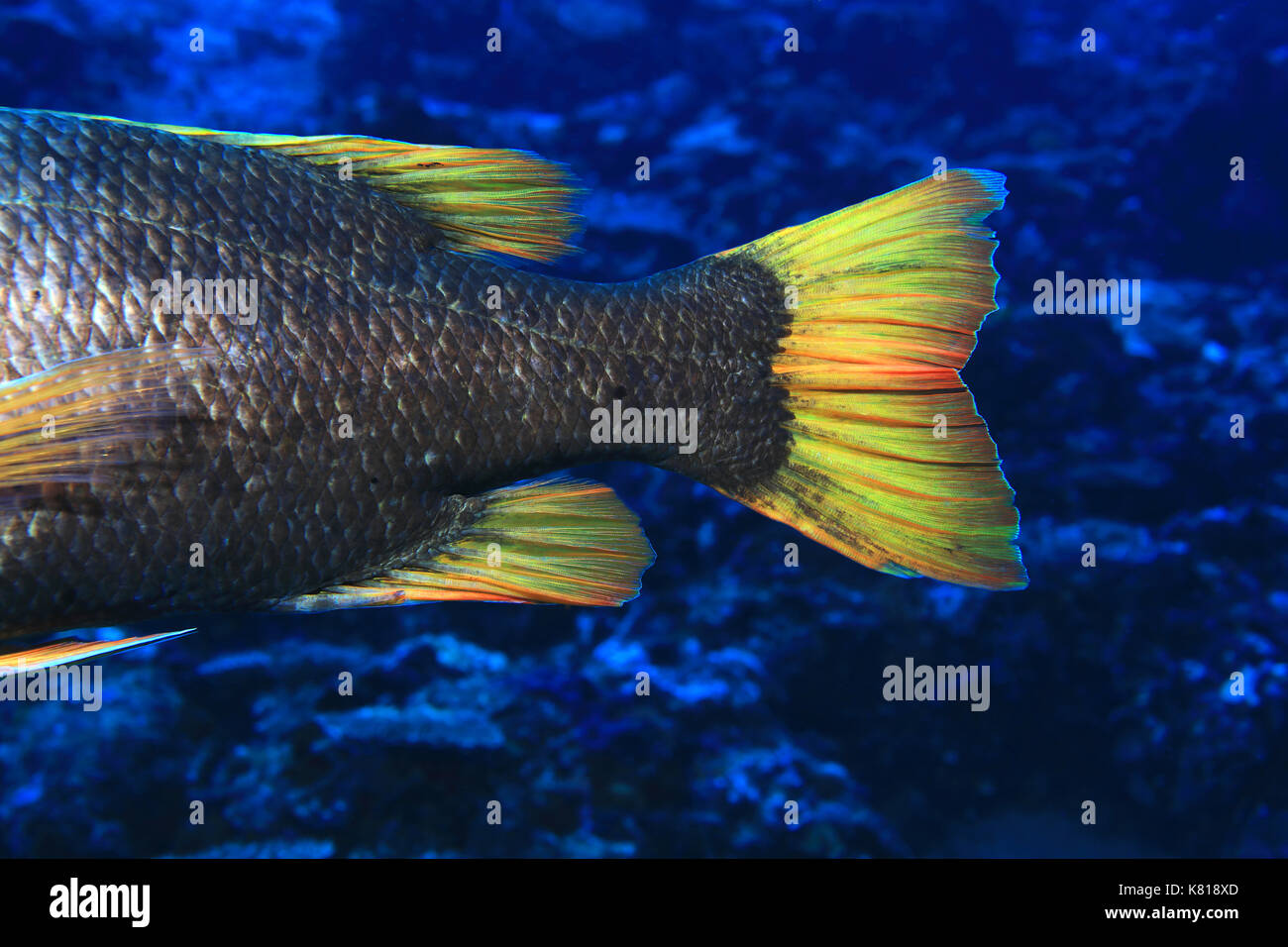 Tail of Orange-spotted emperor fish (Lethrinus erythracanthus) underwater in the tropical indian ocean Stock Photo