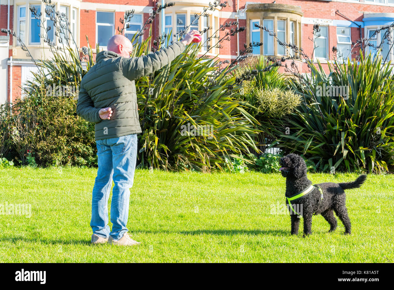 Man holding a ball in front of his black Labradoodle dog in a public park Stock Photo