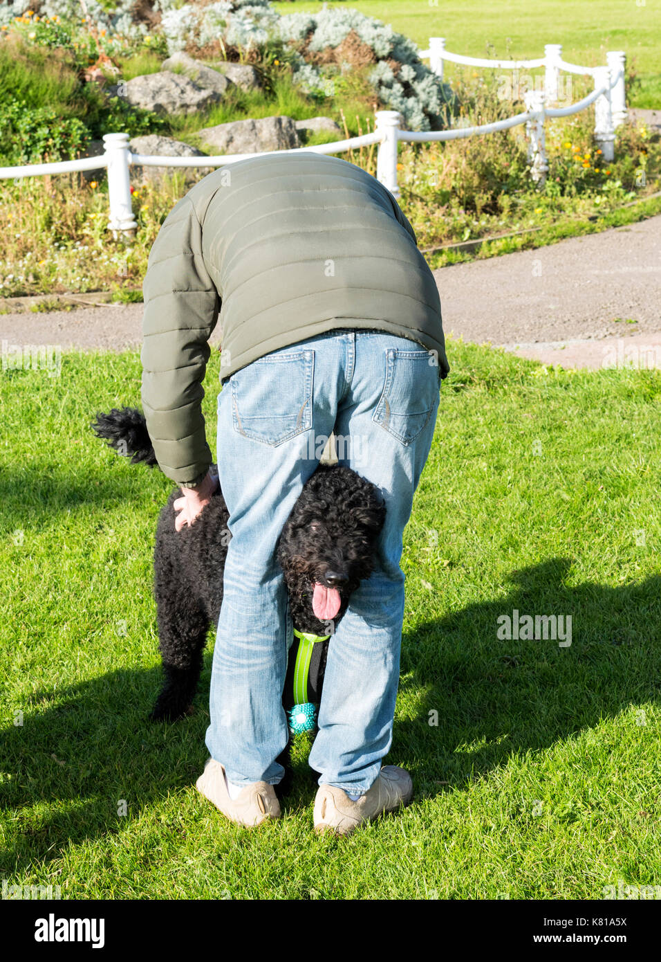 Man stroking his dog with it's head between his legs in a public park Stock Photo