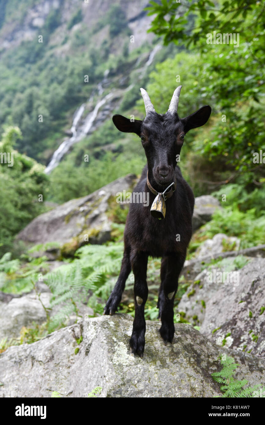 Goat at a river near Foroglio on the Swiss alps Stock Photo Alamy