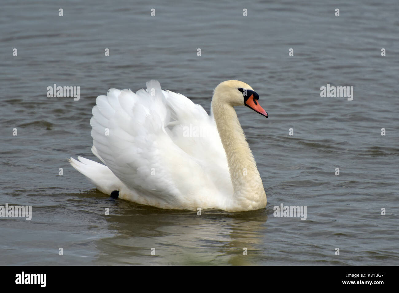 a graceful white swan gliding across the water. proud and stately bird