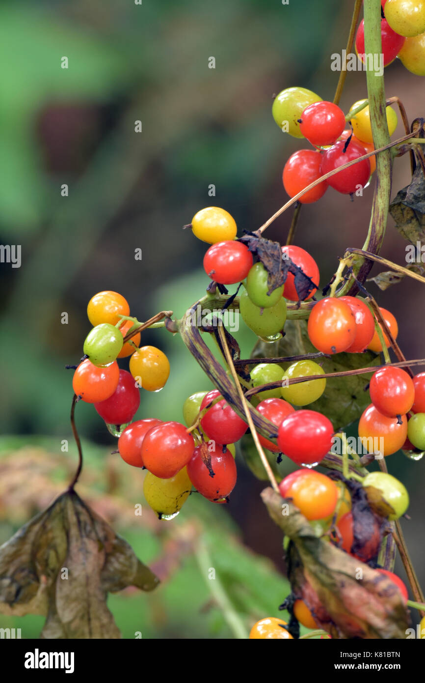 What are the beautiful red berries by the side of the road?