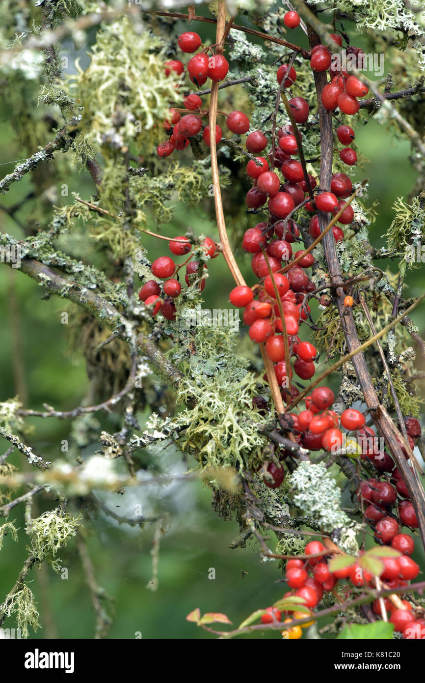 What are the beautiful red berries by the side of the road?