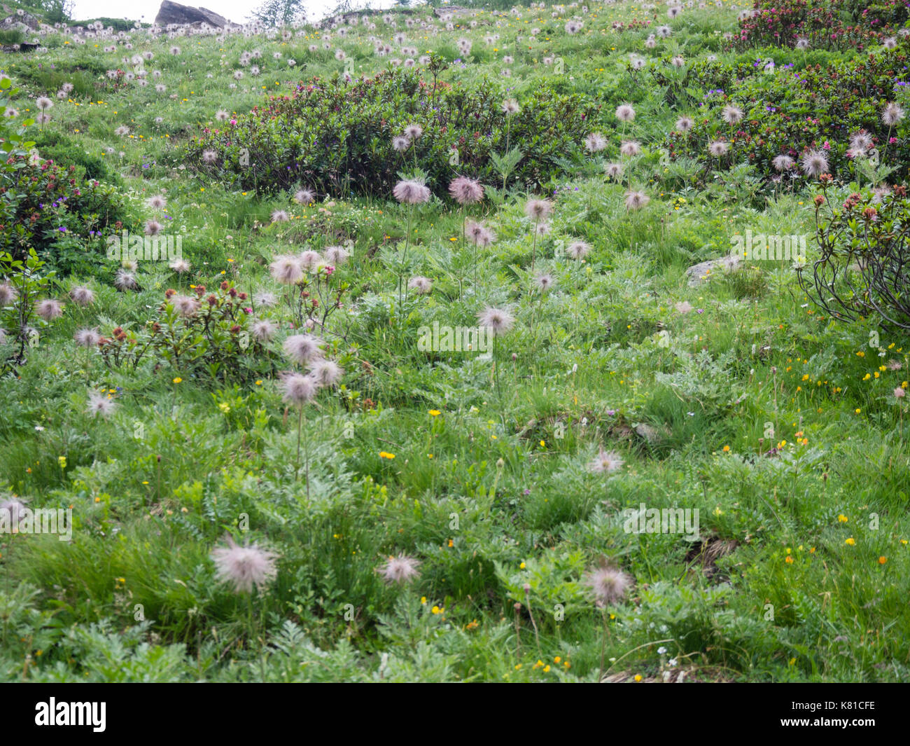 Alpine flower meadow after the rain in the Swiss alps (Ticino canton) Stock Photo