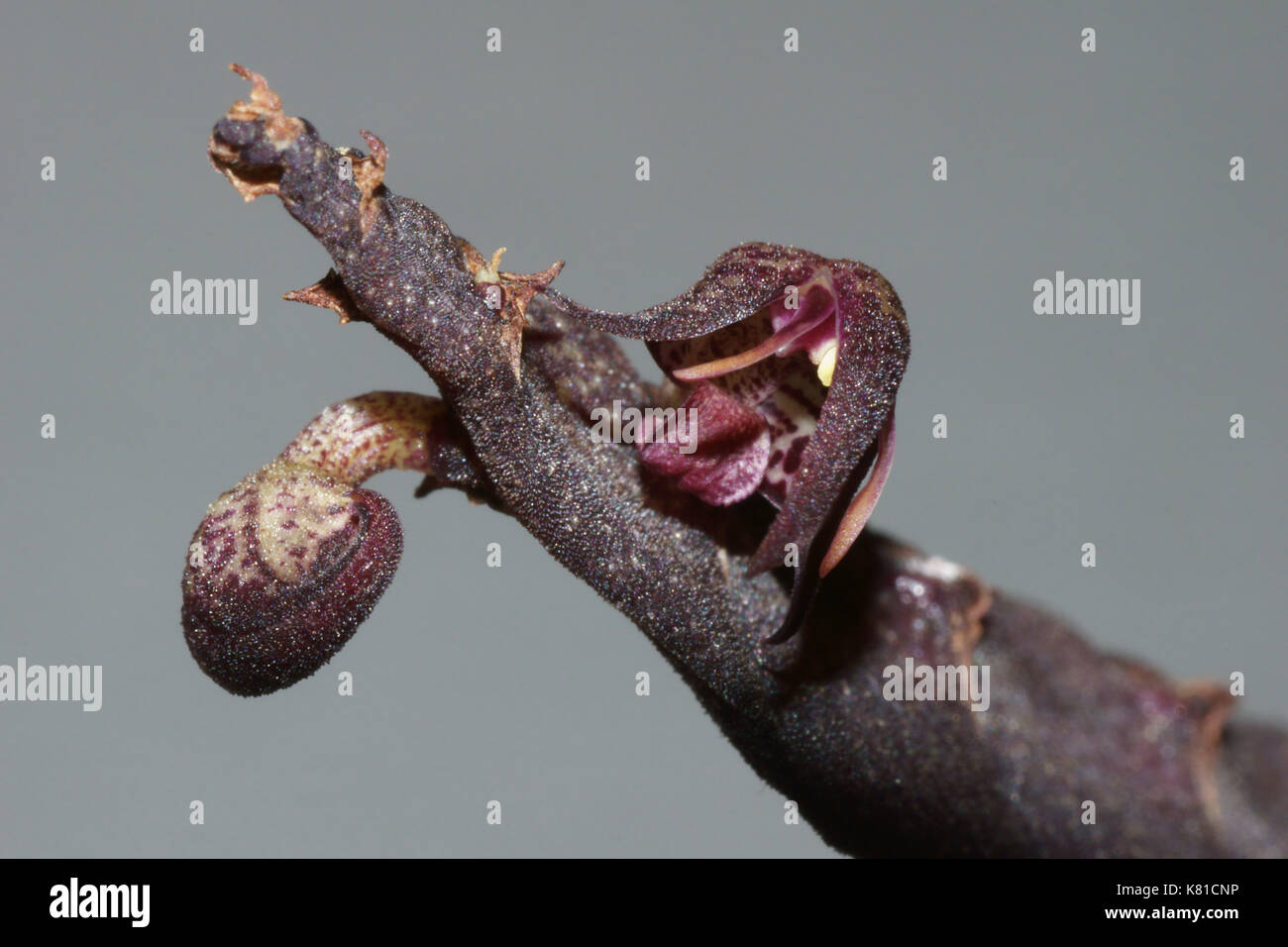 Bulbophyllum scaberulum Stock Photo