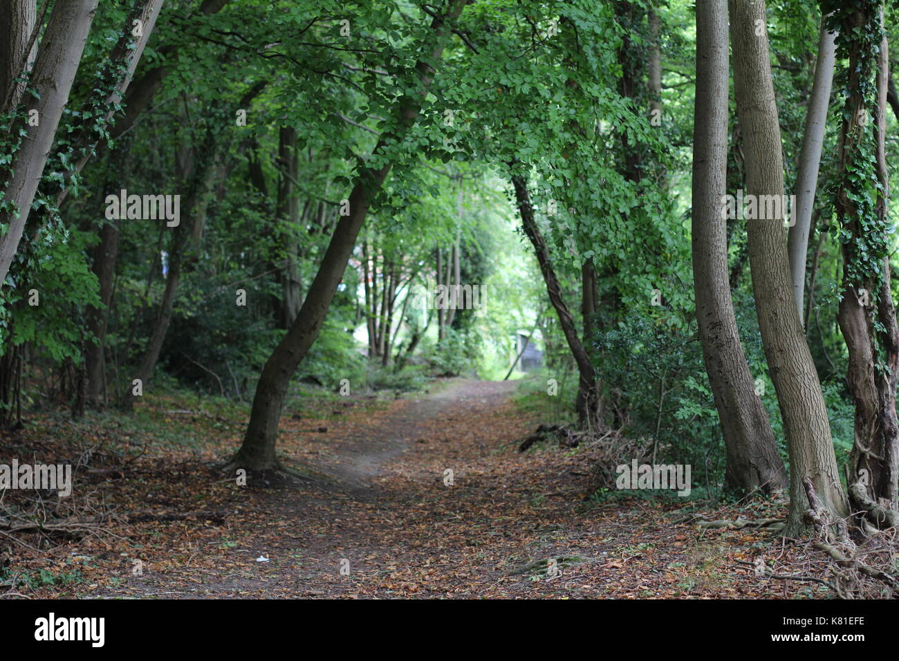 United Kingdom forest jungle landscape Stock Photo - Alamy