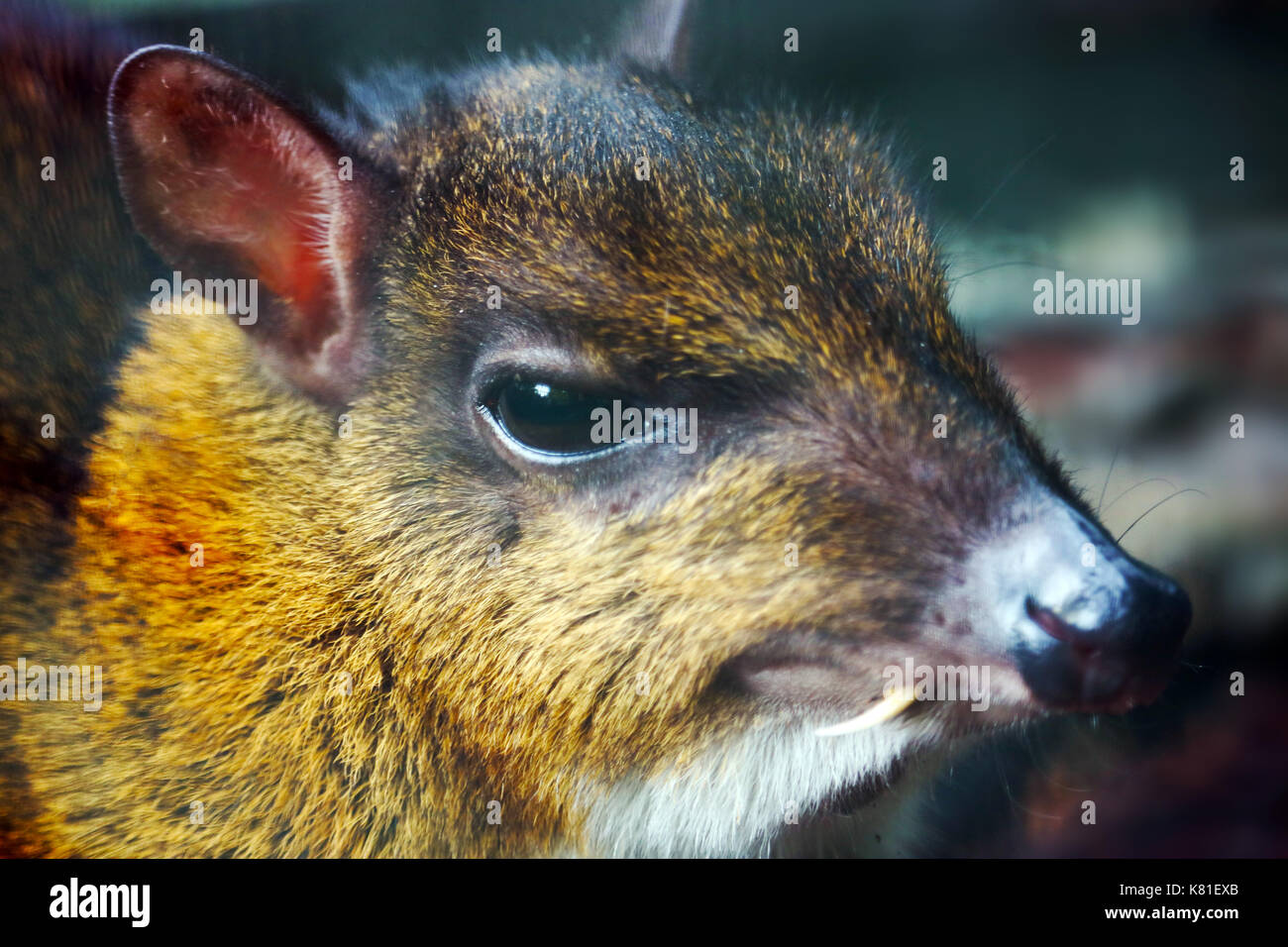 head of a lesser mouse-deer with a long tusk canine tooth Stock Photo