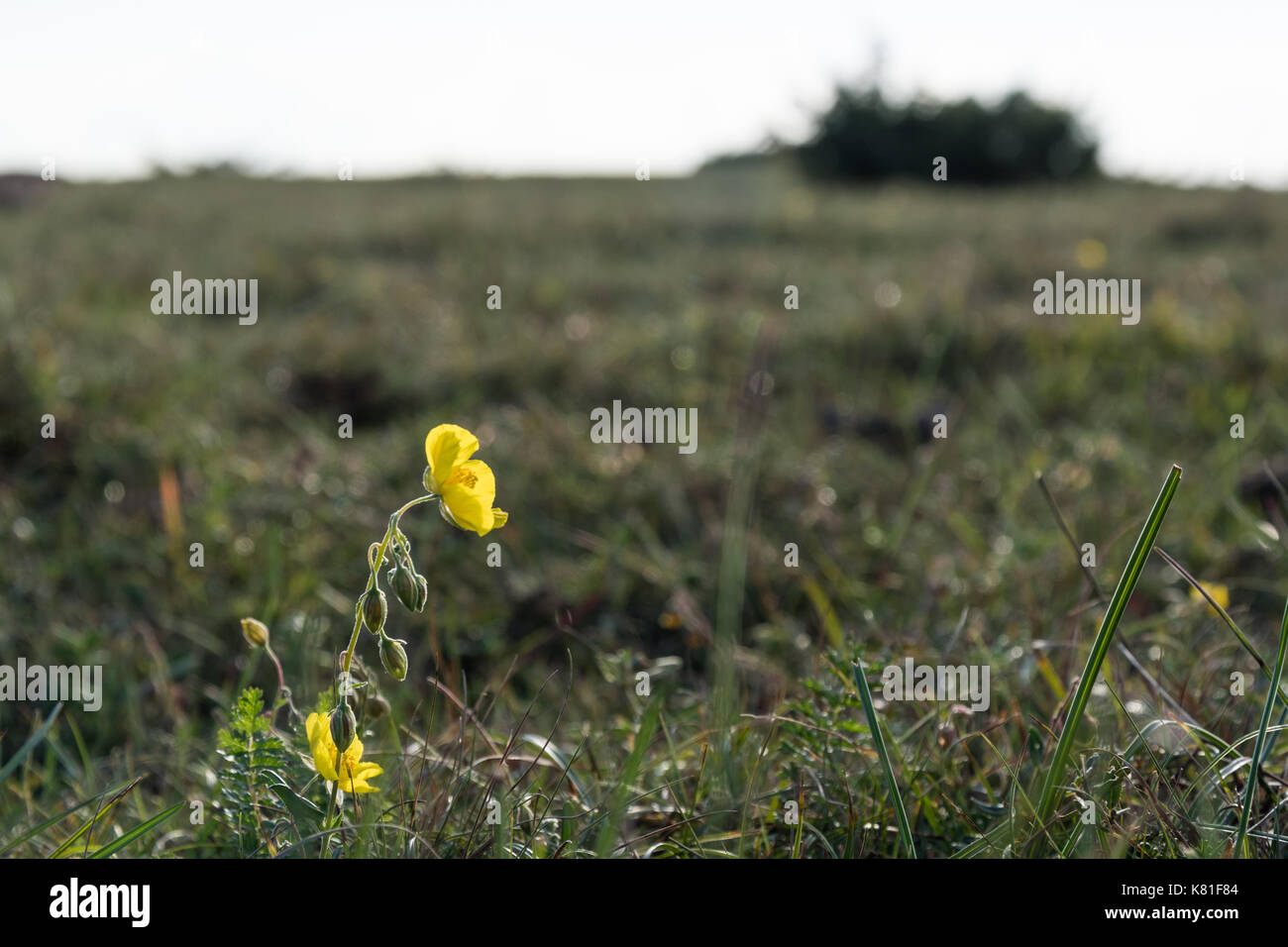 Single yellow rockrose closeup in a wide grassland at the swedish island Oland Stock Photo