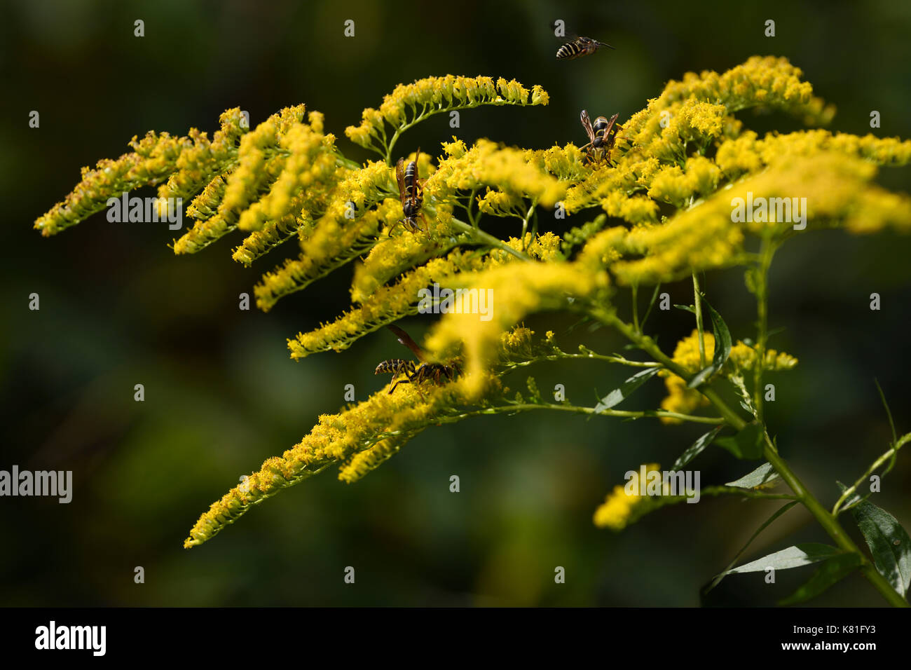 Paper wasps pollinating the yellow flowers of a perennial herbaceous goldenrod plant in Fall Toronto Canada Stock Photo