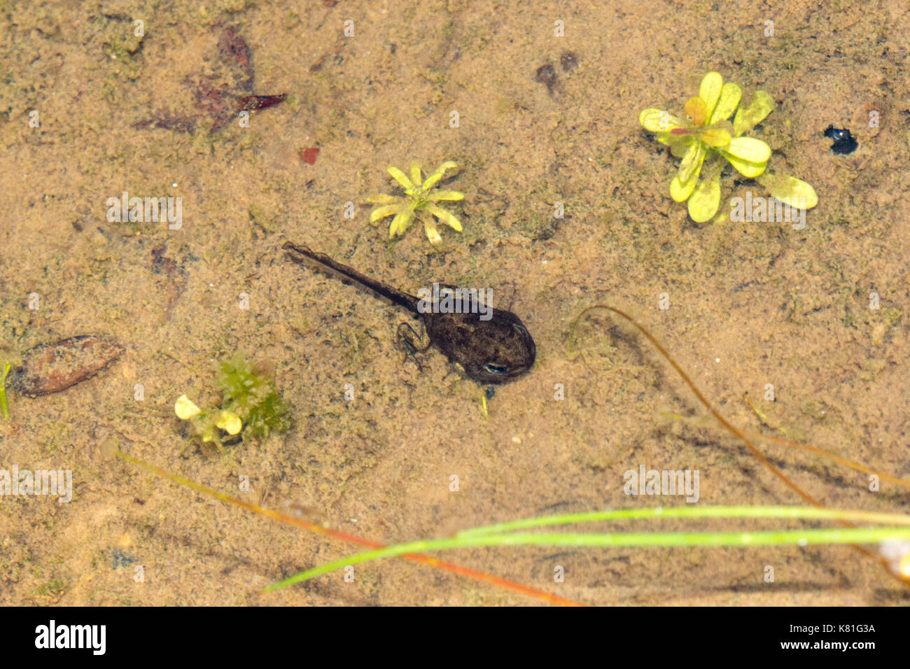 Natterjack toad (Epidalea calamita) tadpole showing hind limb development Stock Photo