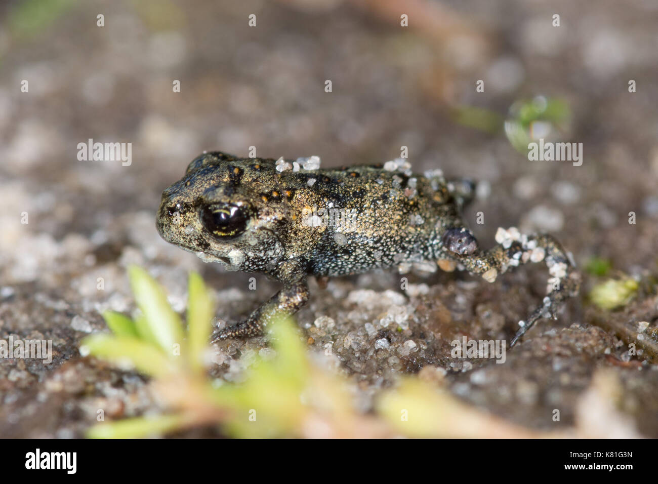 natterjack-toadlet-epidalea-calamita-just-emerging-from-a-pond-in