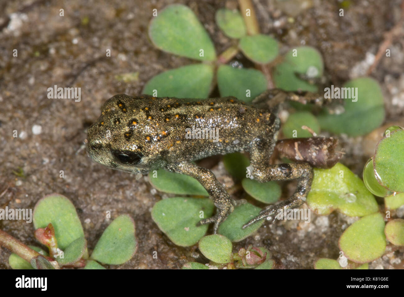 natterjack-toadlet-epidalea-calamita-just-emerging-from-a-pond-uk
