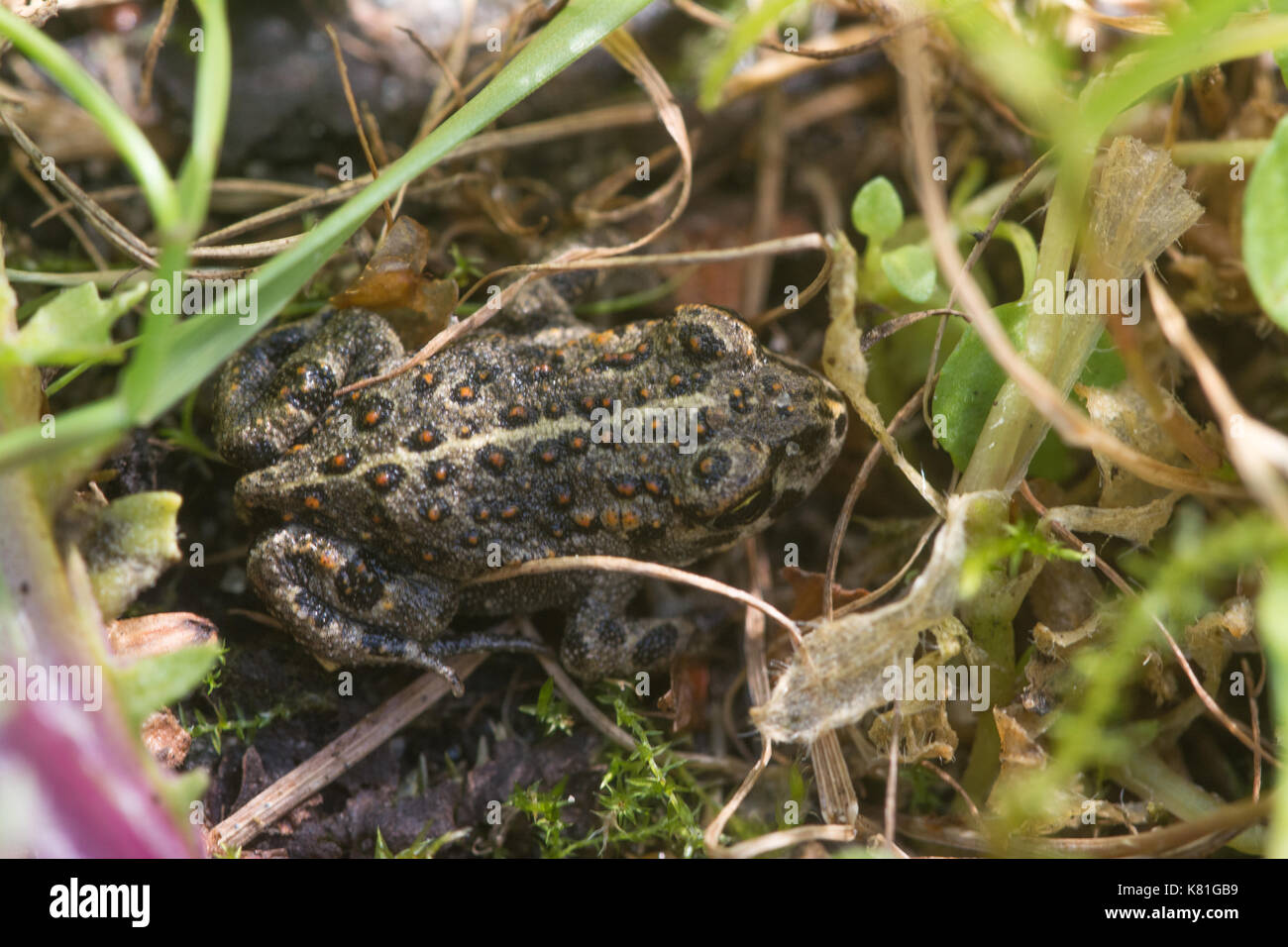 natterjack-toadlet-epidalea-calamita-just-emerging-from-a-pond-uk