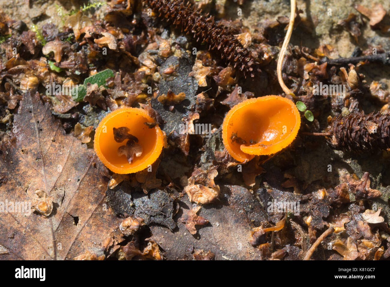 Orange peel fungus (Aleuria aurantia) on the forest floor in autumn Stock Photo