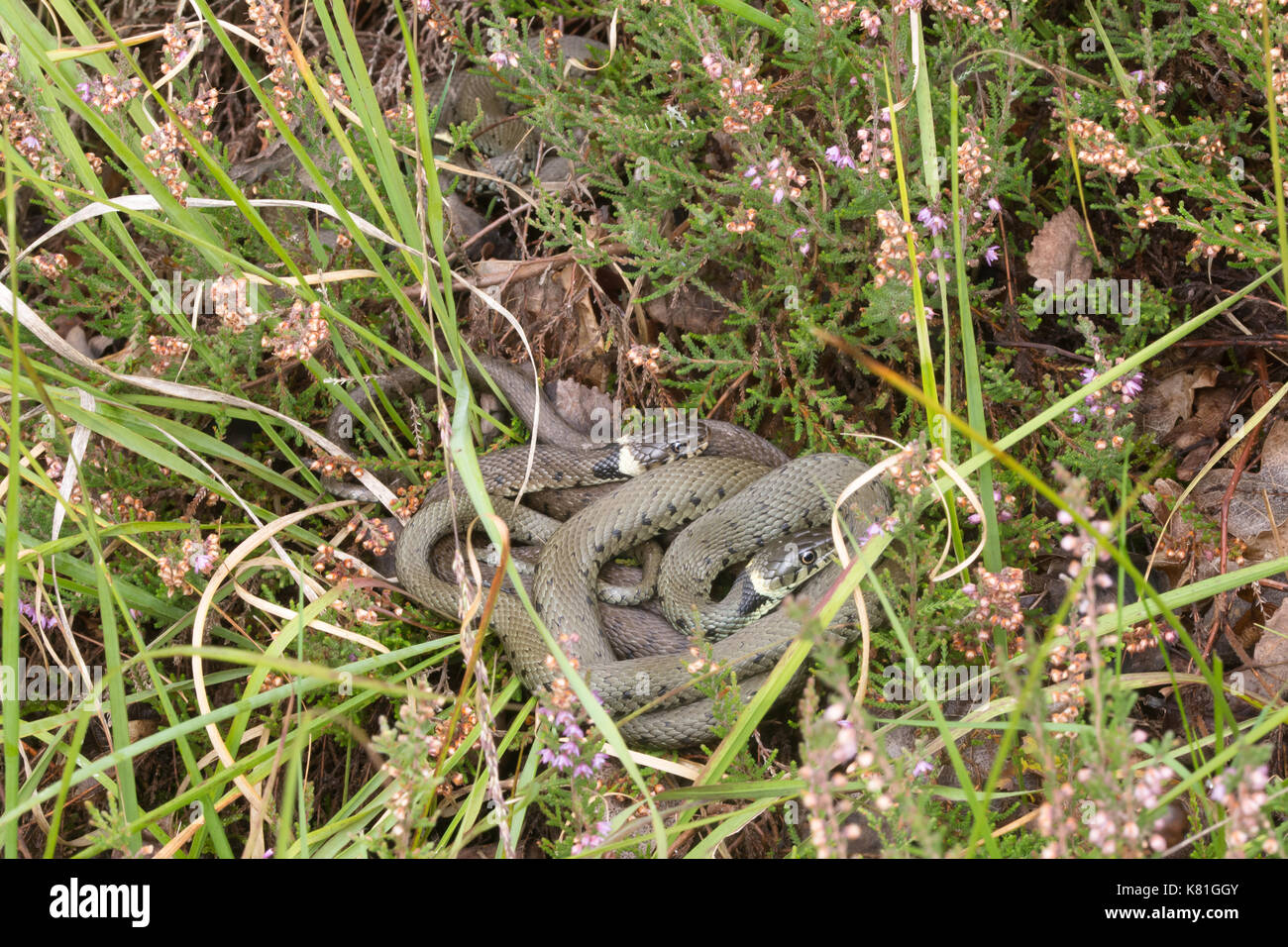 Three barred grass snakes (Natrix helvetica) basking in heathland, UK Stock Photo