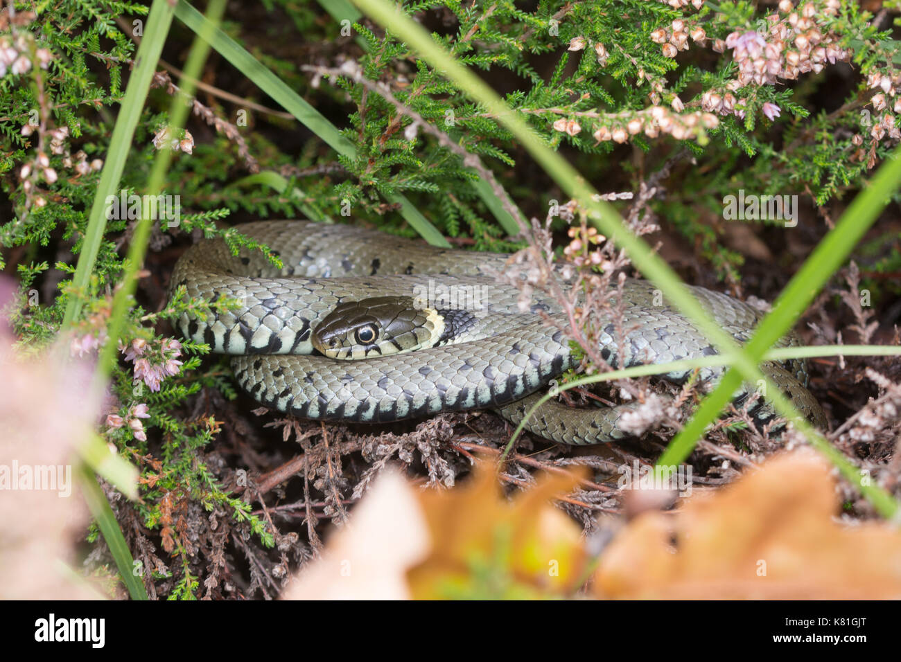 Grass snake (Natrix helvetica) basking in heathland, England, UK Stock Photo