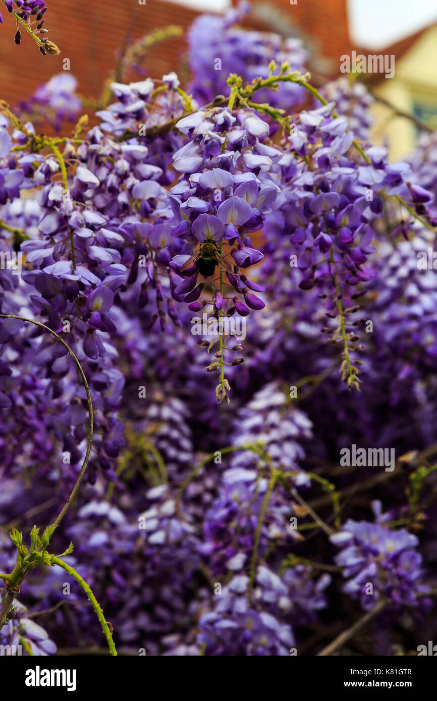 Purple wisteria with bees buzzing on a summer afternoon on a plantation
