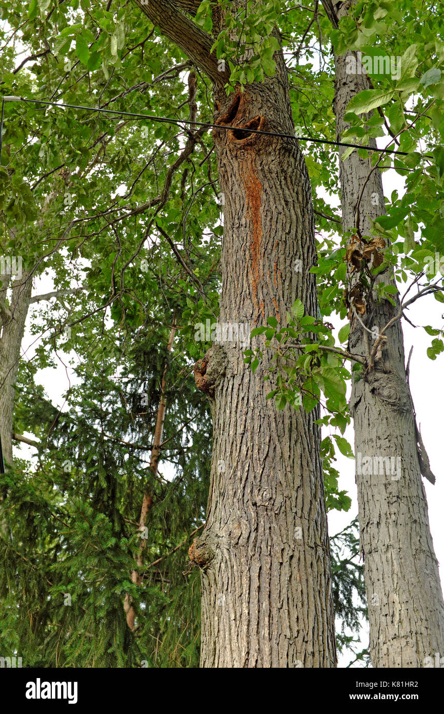 Summer foliage of the Native American Oak Trees occurs alongside diseased portions of the tree