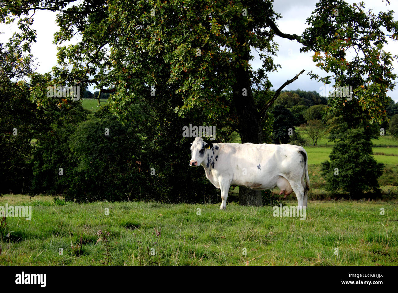 Landscape view of dairy cow in field waiting to be milked Stock Photo ...