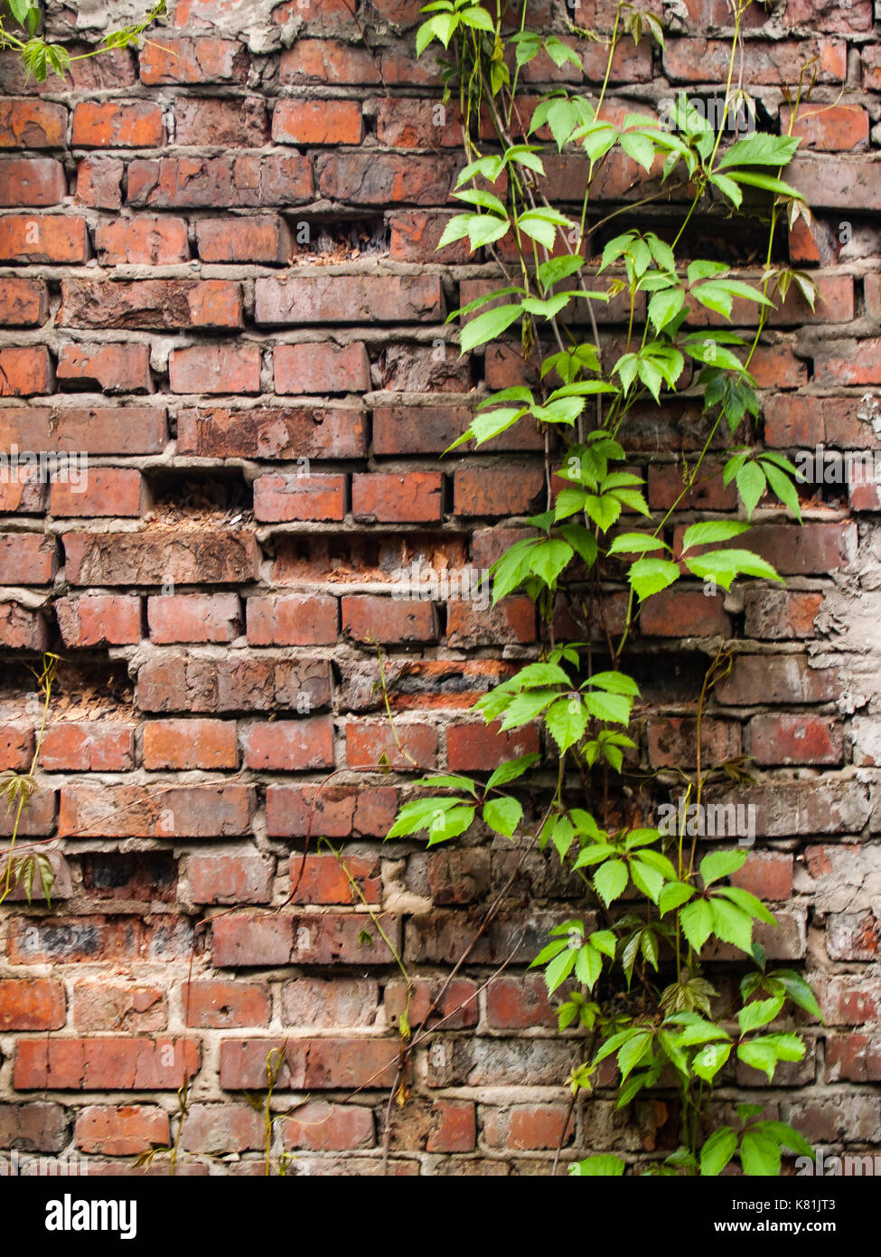 The old masonry of red brick overgrown with wild ivy and grapes Stock Photo  - Alamy