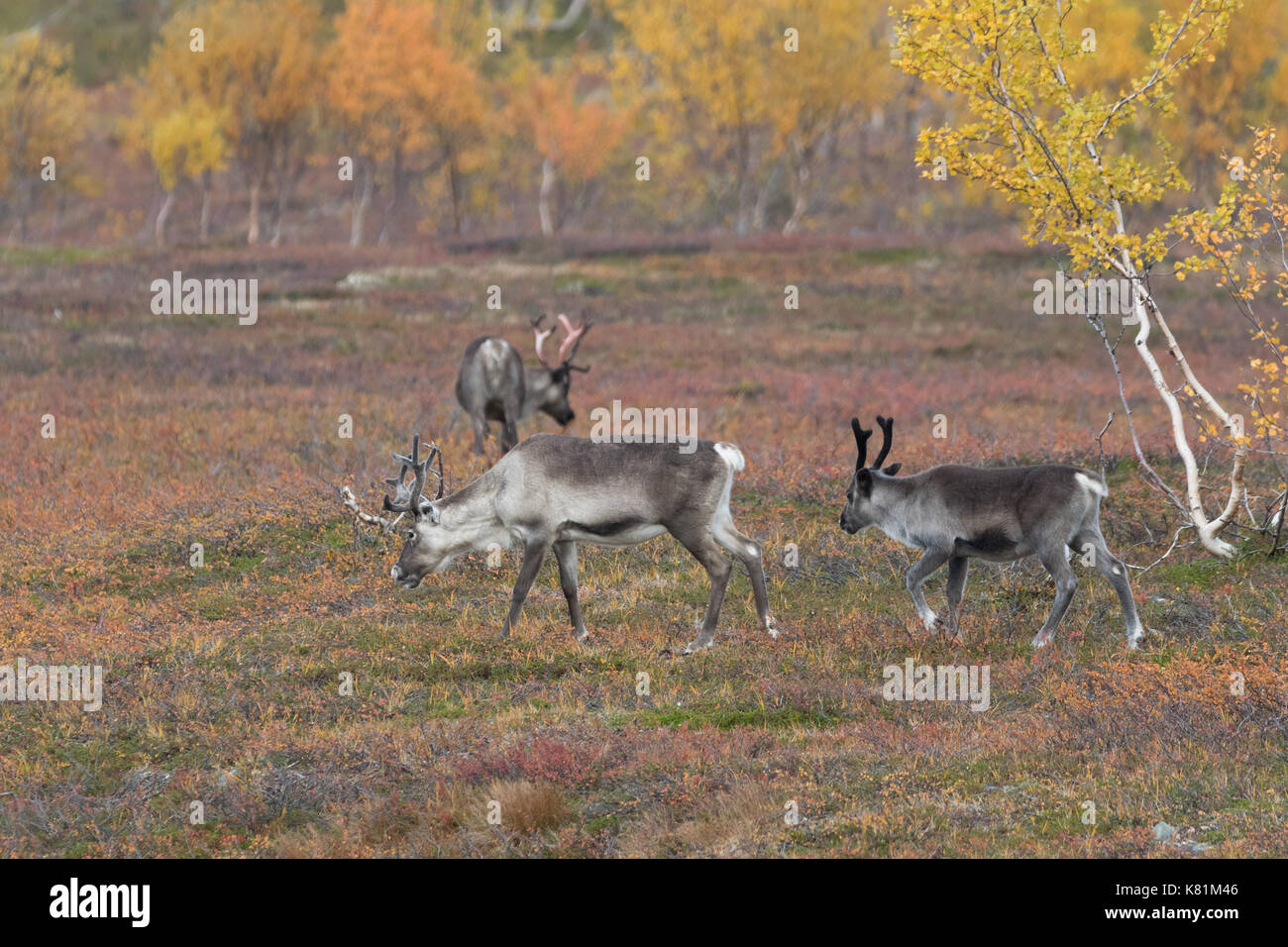 Reindeers at the mountain in Finnmark Norway with autumn colors Stock ...