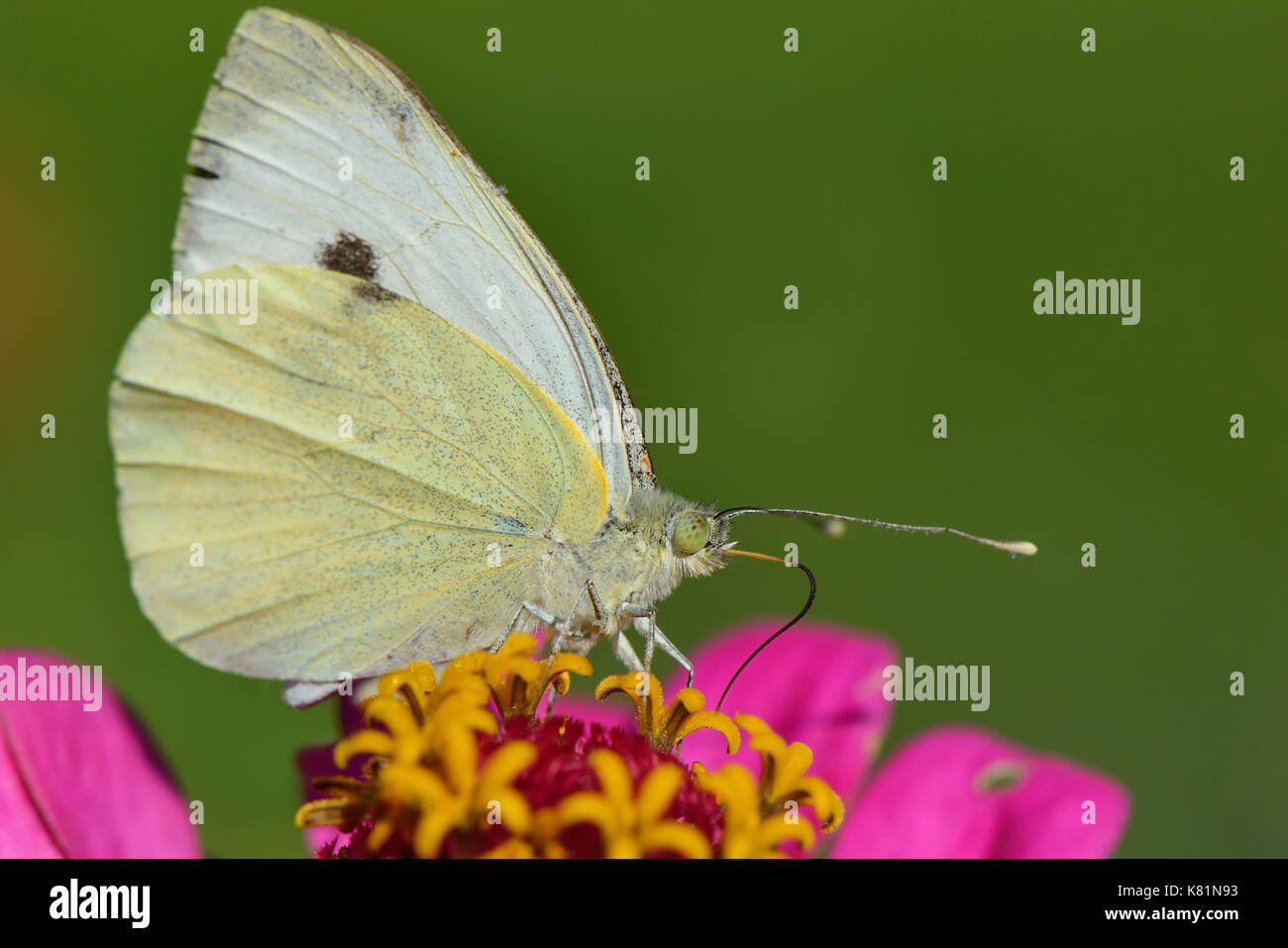 Common brimstone hires stock photography and images Alamy