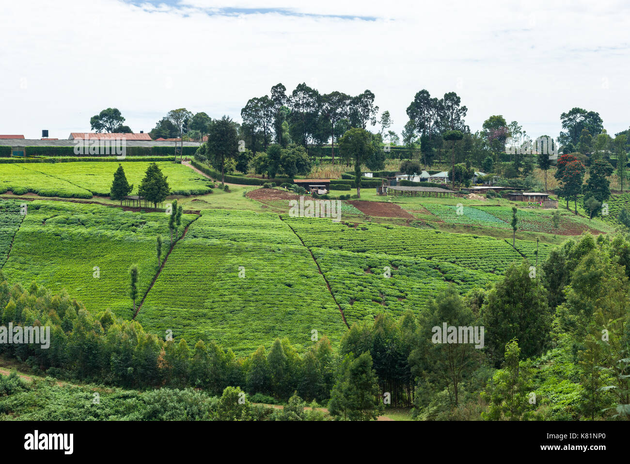 Plantation workers buildings amongst tea plantation fields, Kenya Stock Photo