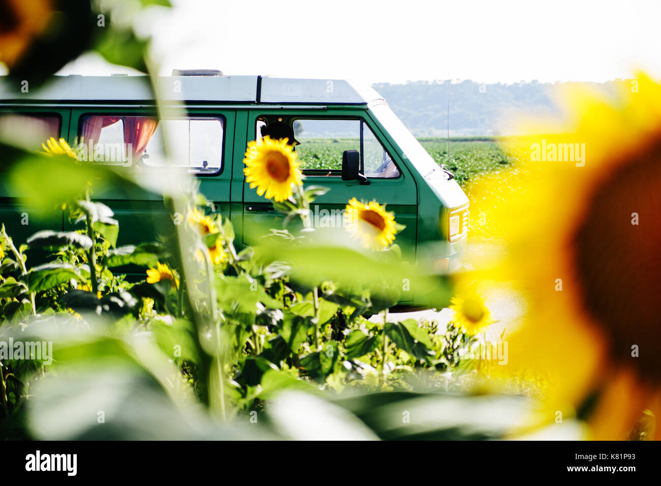 A vintage camper van in a sunflower field Stock Photo